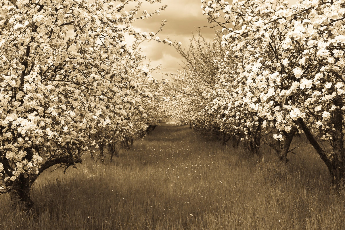 Image of Papermoon Fototapete "Sepia Frühlingsobstgarten"