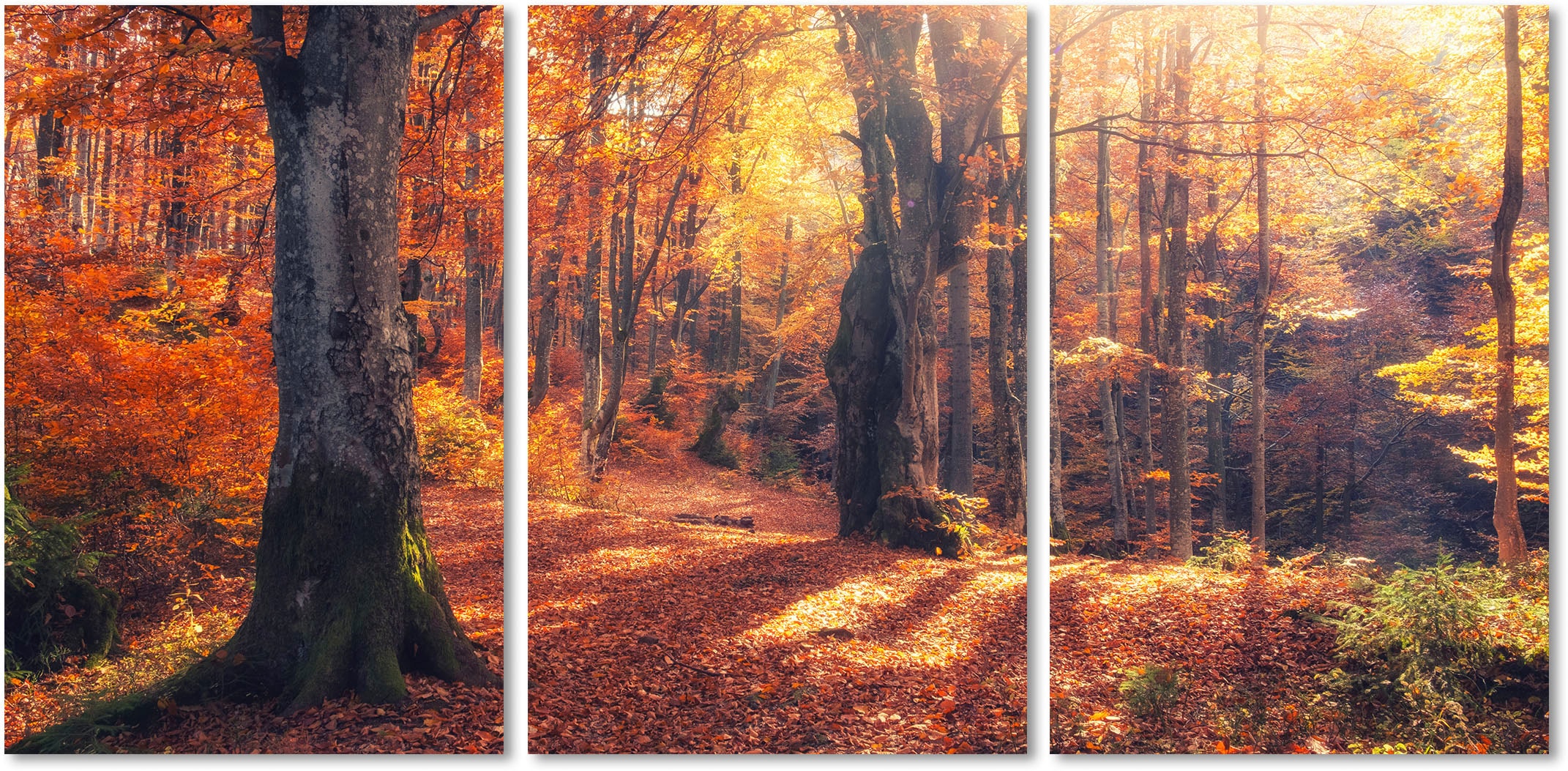 Image of queence Acrylglasbild "Herbstwald 3-teilig" Baum Baumbilder Bäume Sonnenaufgang & -untergang Spa Spa Bilder Wald Waldbilder 1 Stk. tlg. Fine Art-Print in Galeriequalität