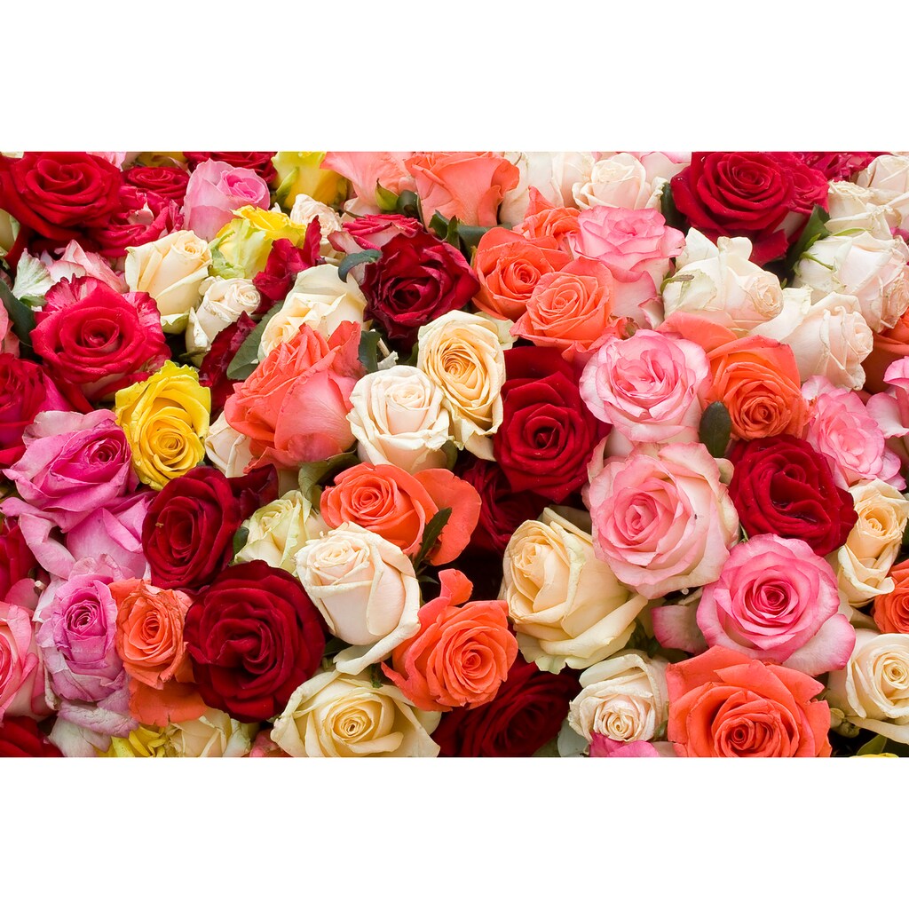Papermoon Fototapete »Roses«