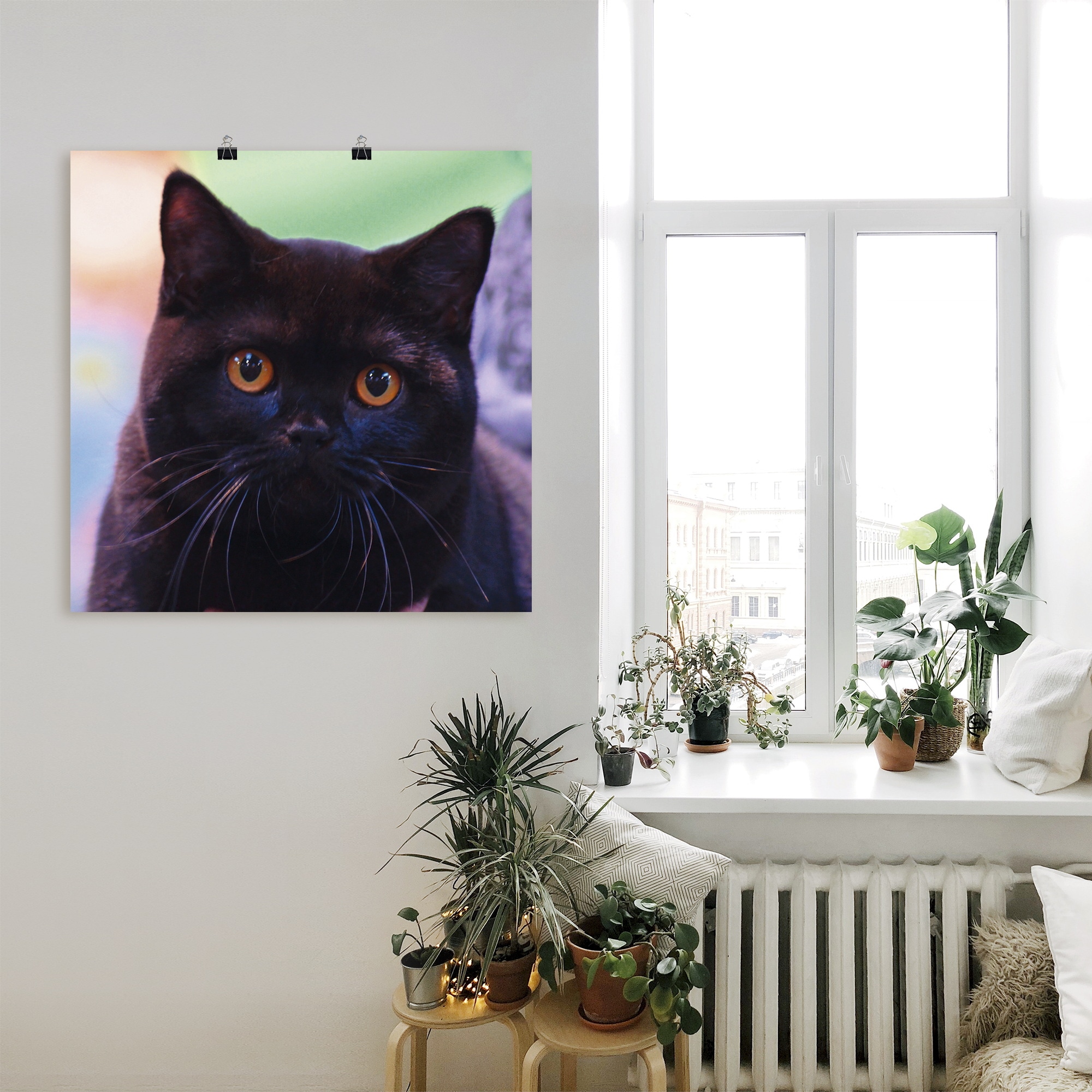 Artland Wandbild »Schwarze Britisch Kurzhaarkatze«, Haustiere, (1 St.), als Poster in verschied. Grössen