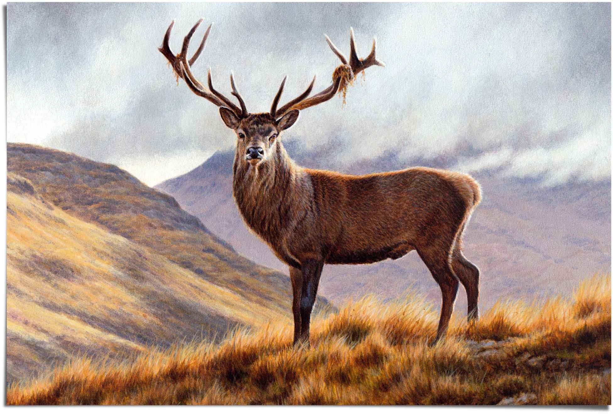 Image of Reinders! Poster »Berghirsch«, (1 St.) bei Ackermann Versand Schweiz