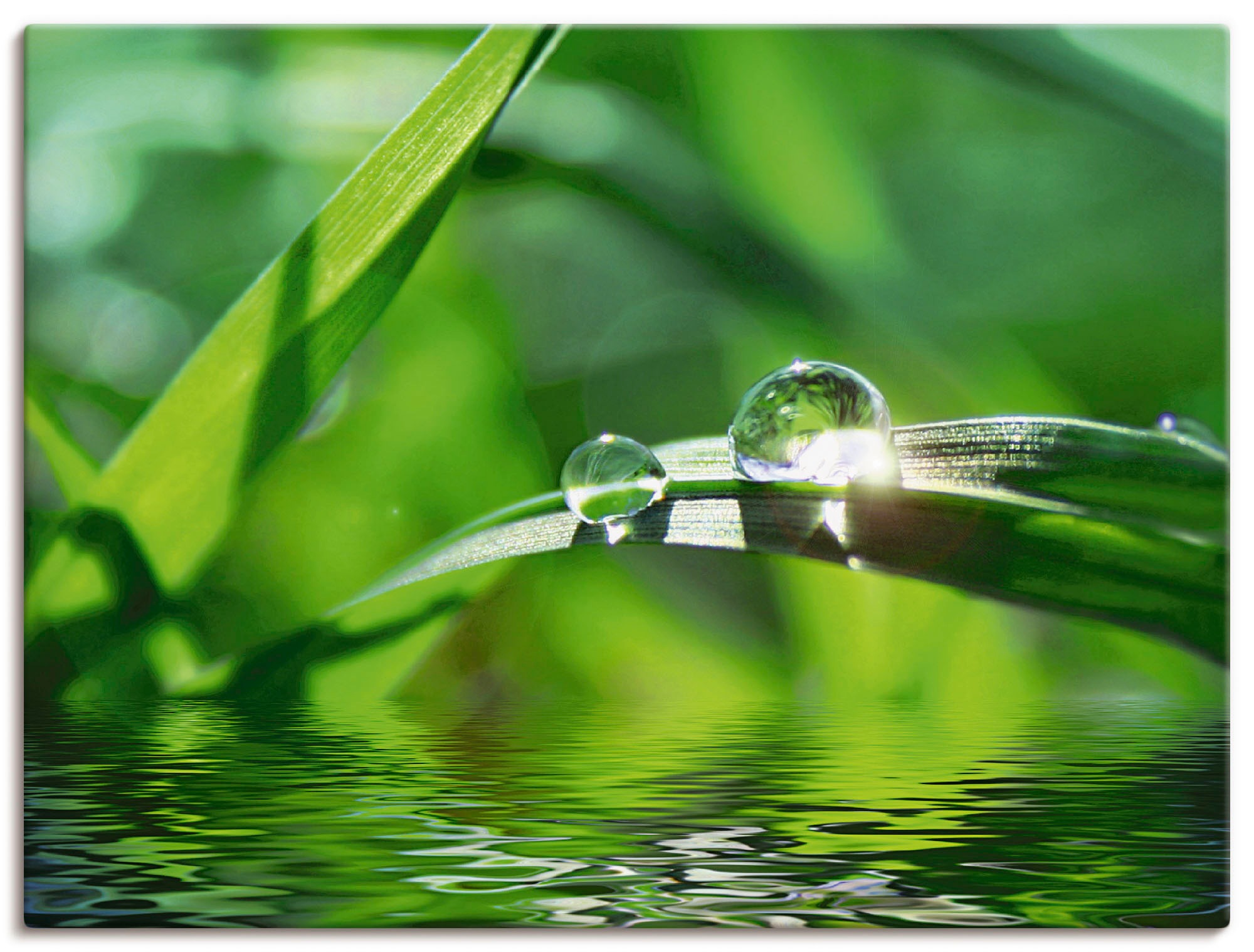 Image of Artland Wandbild »Grüner Hintergrund mit Gras«, Gräser, (1 St.), in vielen Grössen & Produktarten - Alubild / Outdoorbild für den Aussenbereich, Leinwandbild, Poster, Wandaufkleber / Wandtattoo auch für Badezimmer geeignet bei Ackermann Versand Schweiz