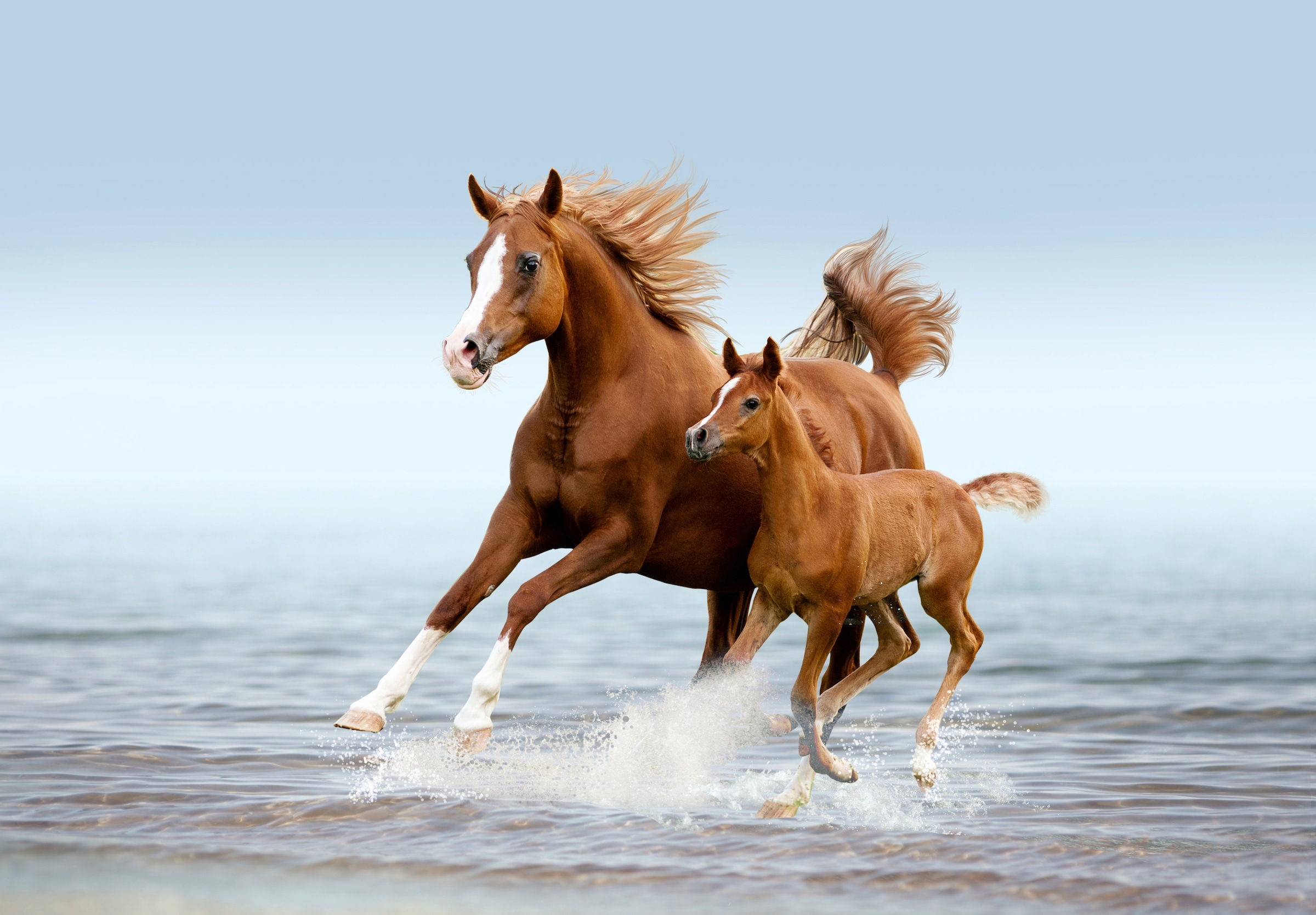 Image of Papermoon Fototapete "PFERDE IM GALOPP-ARABISCHE STUTE MIT FOHLEN TIER STRAND"