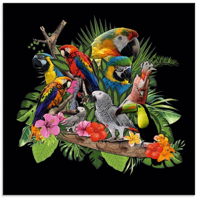 Artland Glasbild »Papageien Graupapagei Kakadu Dschungel«, Vögel, (1 St.),  in verschiedenen Grössen günstig kaufen