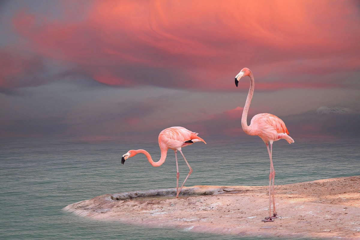 Image of Papermoon Fototapete "Flamingo"