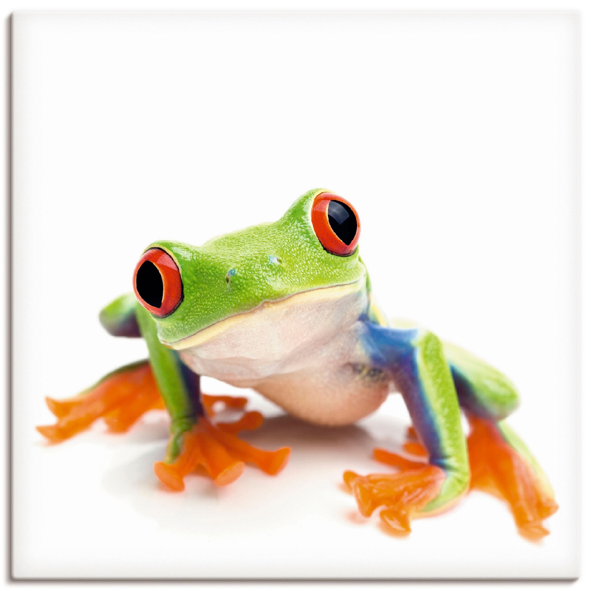Image of Artland Leinwandbild "Grossaufnahme eines Frosches vor weiss" Wassertiere 1 Stk. tlg. auf Holzrahmen gespannt