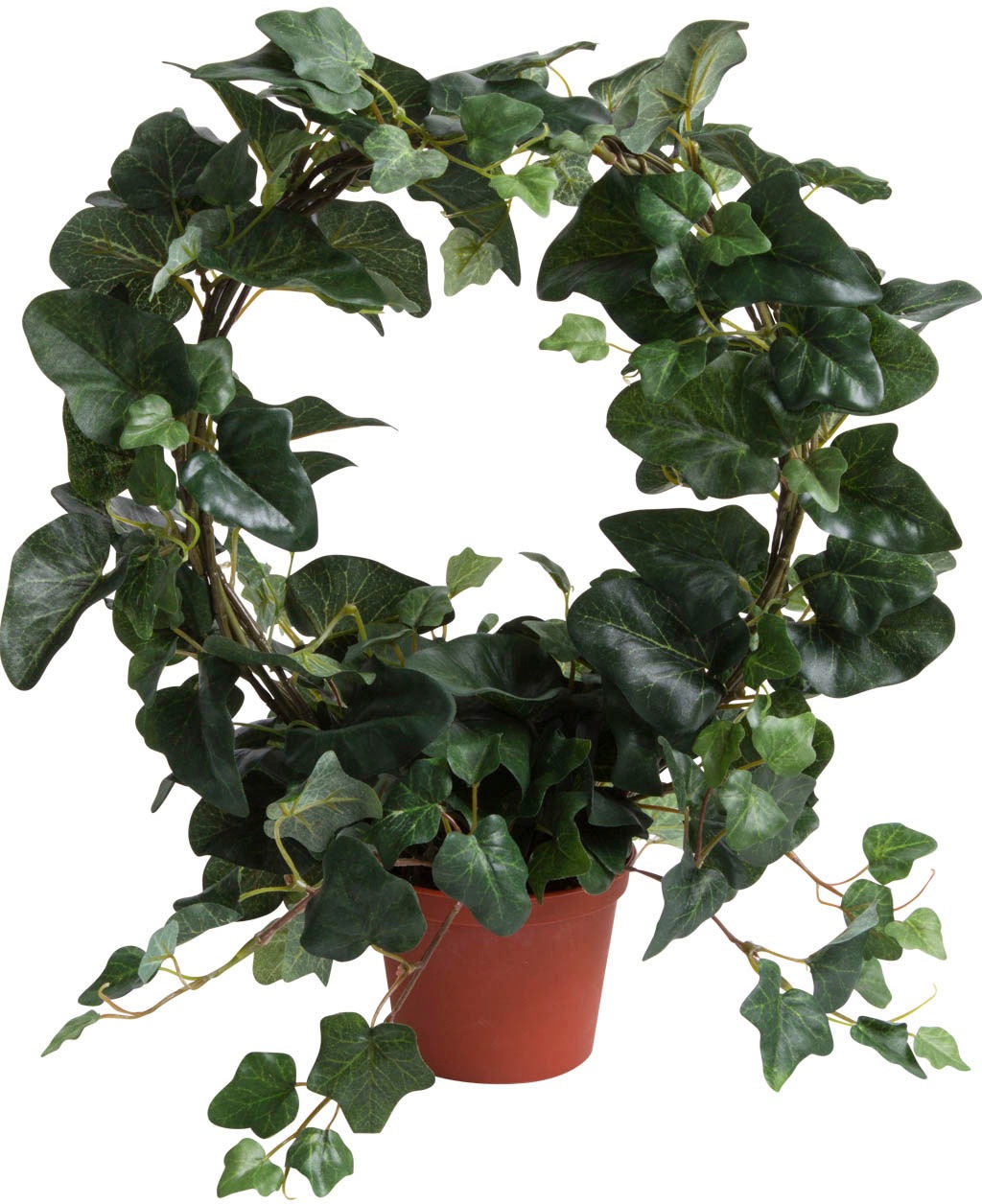 Image of Botanic-Haus Künstliche Zimmerpflanze »Efeubogen im Topf«, (1 St.) bei Ackermann Versand Schweiz