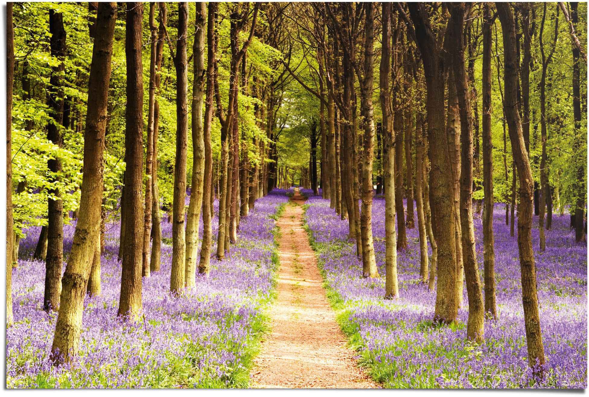 Image of Reinders! Poster »Schöner Waldweg«, (1 St.) bei Ackermann Versand Schweiz