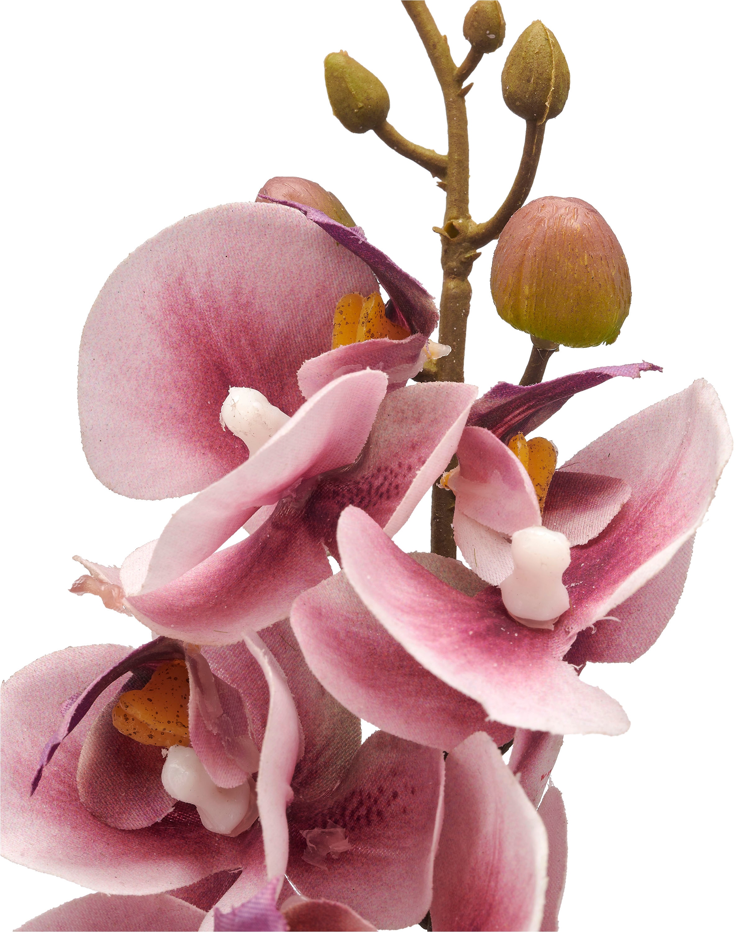 Creativ green Kunstorchidee »Orchidee Phalaenopsis«, mit real-touch-Blüten