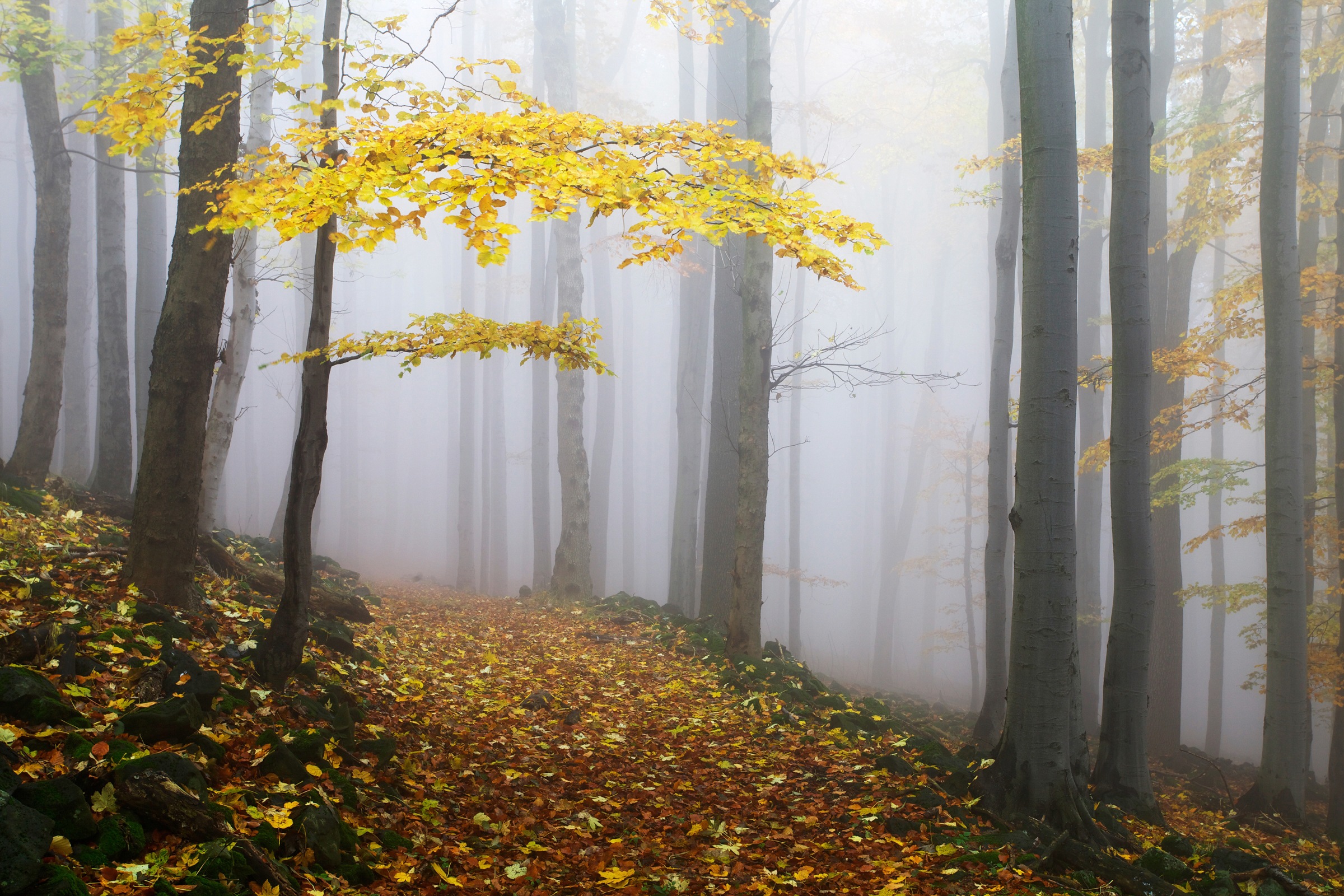 Image of Papermoon Fototapete »Photo-Art MARTIN RAK, NOVEMBERWALD«, Vliestapete, hochwertiger Digitaldruck, inklusive Kleister bei Ackermann Versand Schweiz