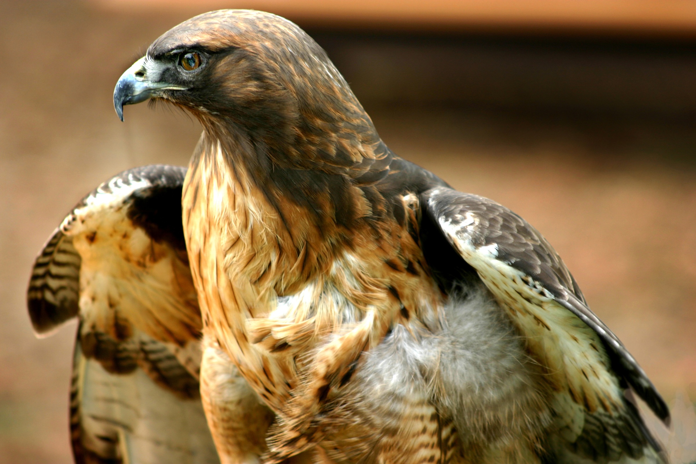 Image of Papermoon Fototapete »Red Tail Hawk« bei Ackermann Versand Schweiz