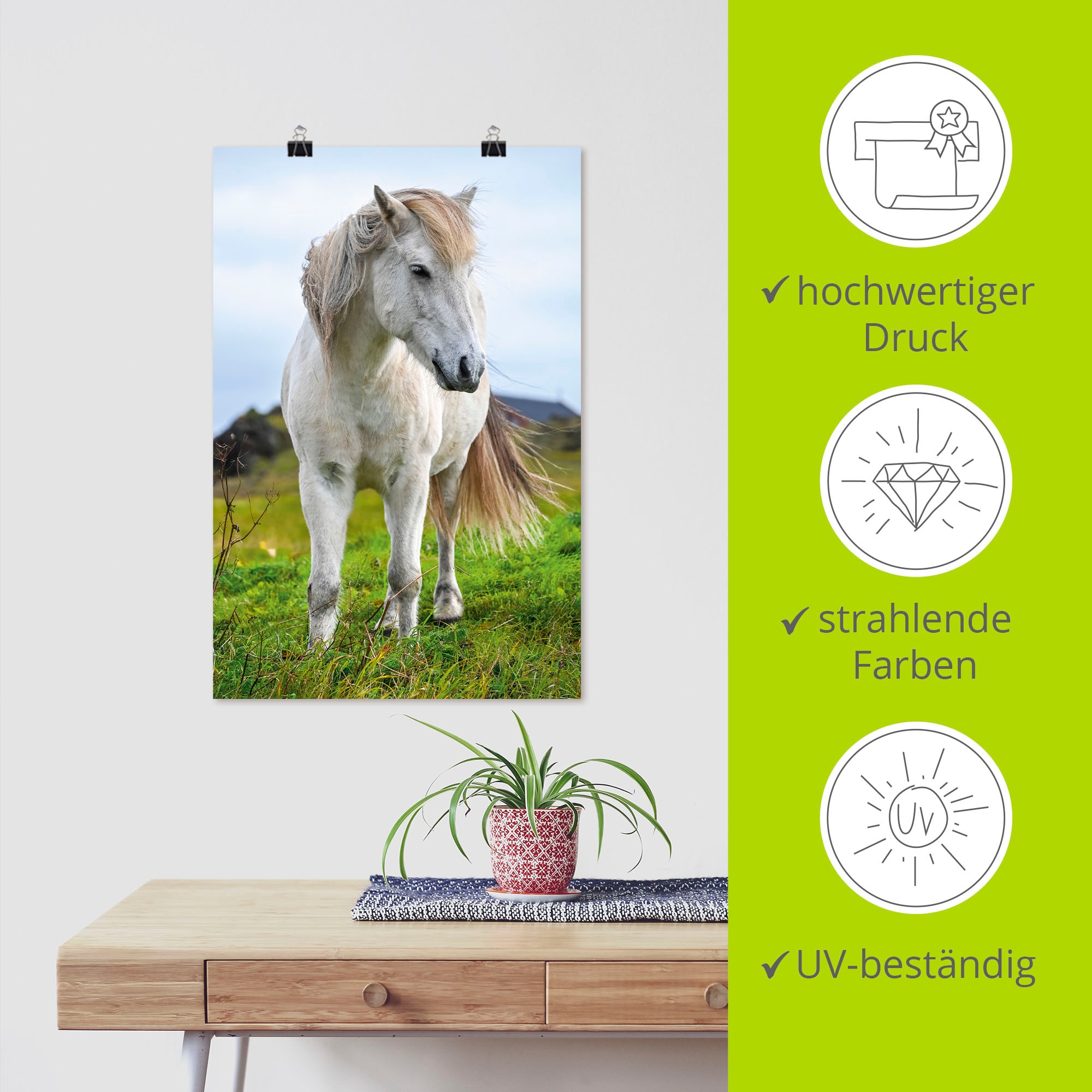 Artland Wandbild »Weisses Islandpferd auf Wiese« Pferdebilder 1 Stk. tlg. als Alubild, Leinwandbild, Poster, Wandaufkleber in verschied. Grössen