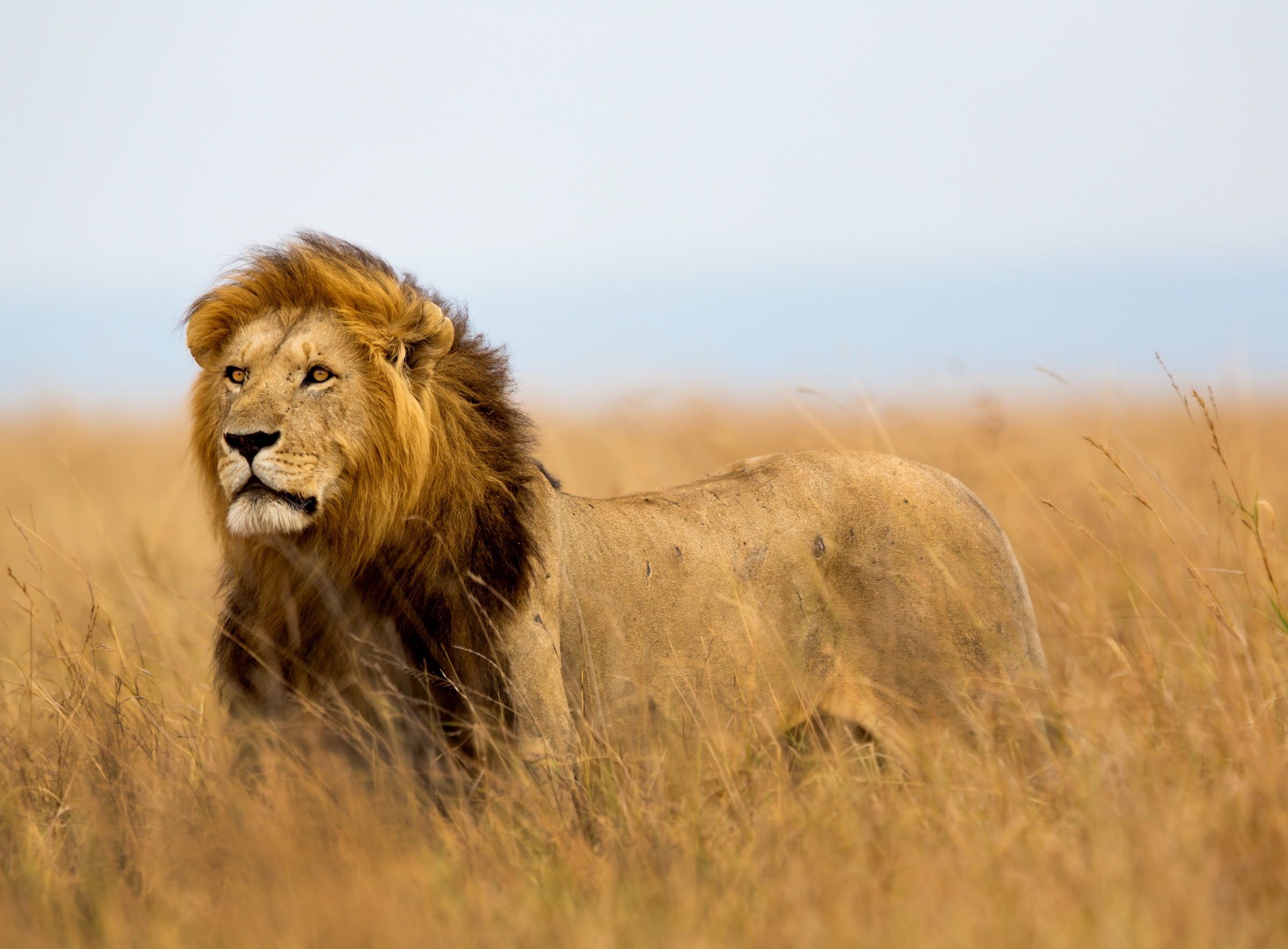 Image of Papermoon Fototapete "Lion in Masai Mara Kenya" glatt