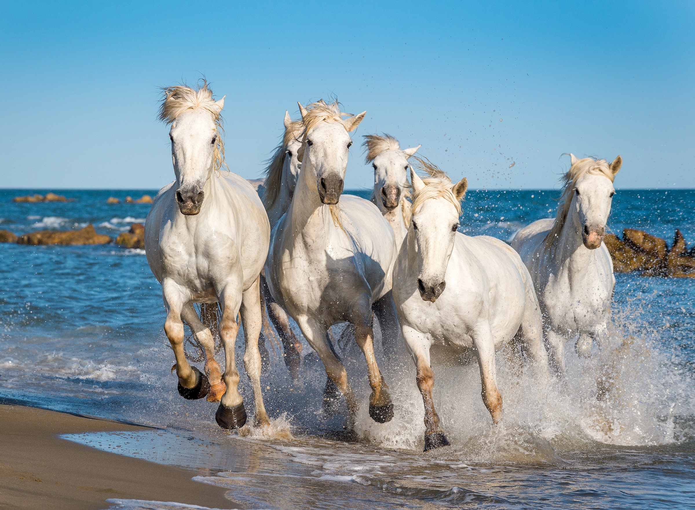 Image of Papermoon Fototapete "Camargue Horses" glatt