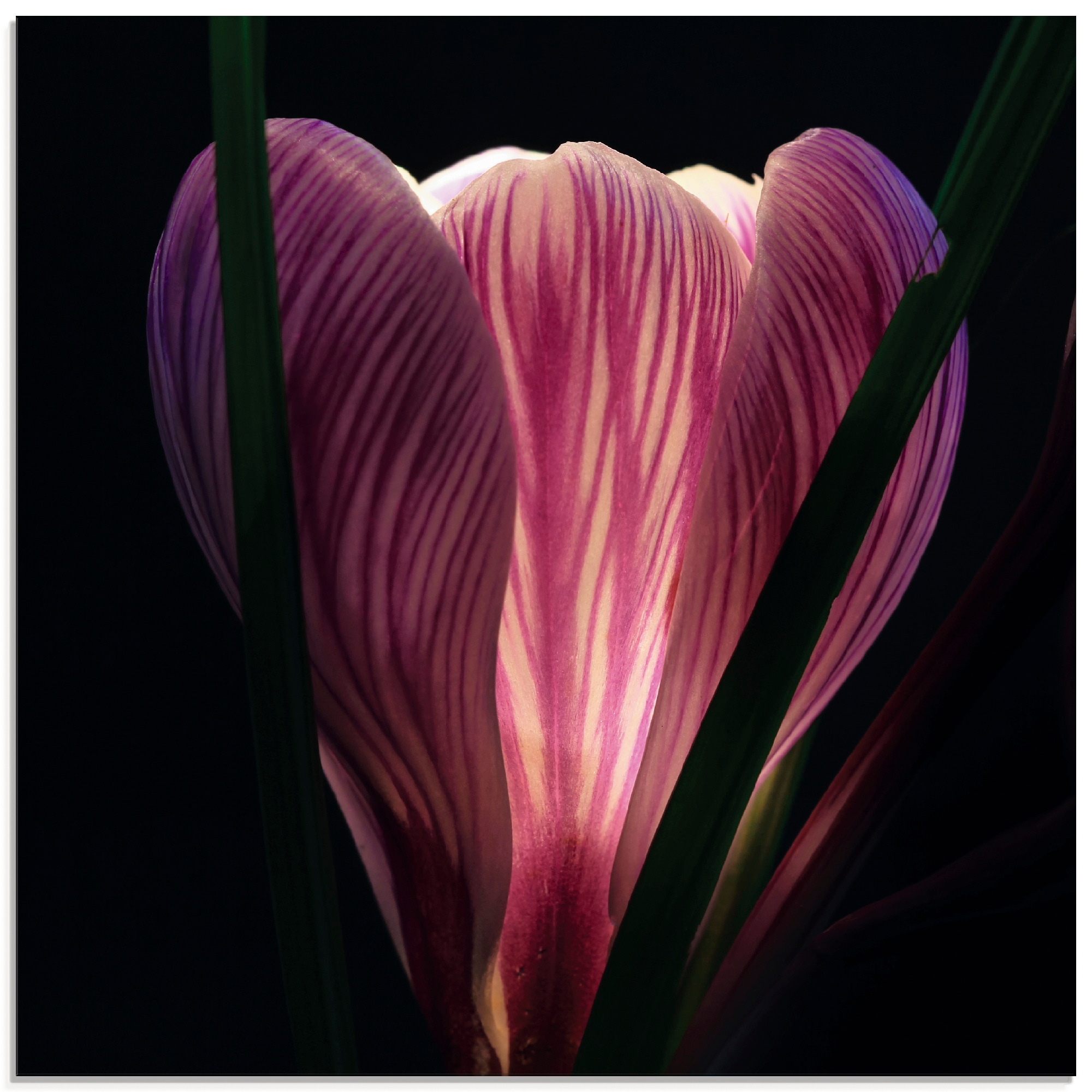 Image of Artland Glasbild "Beleuchtet" Blumen 1 Stk. tlg. in verschiedenen Grössen