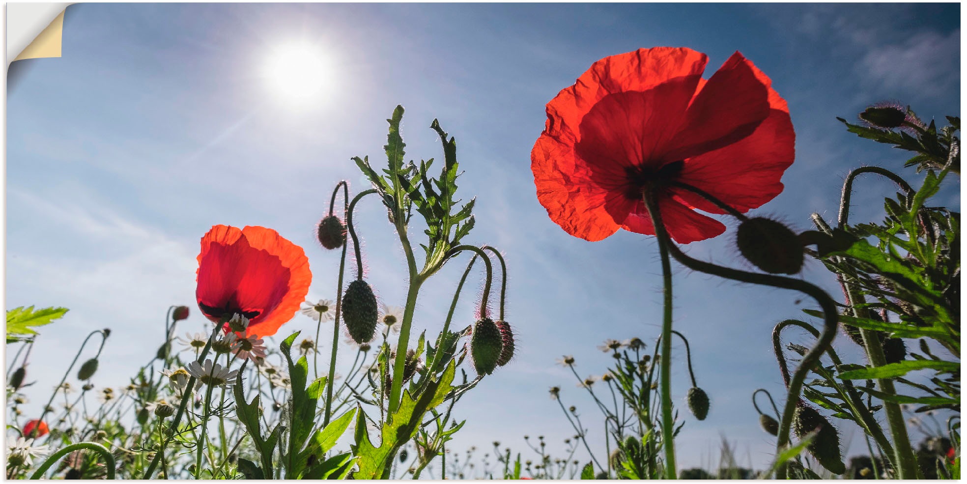 Image of Artland Wandbild »Mohnblumen im Frühling«, Blumenwiese, (1 St.), in vielen Grössen & Produktarten - Alubild / Outdoorbild für den Aussenbereich, Leinwandbild, Poster, Wandaufkleber / Wandtattoo auch für Badezimmer geeignet bei Ackermann Versand Schweiz
