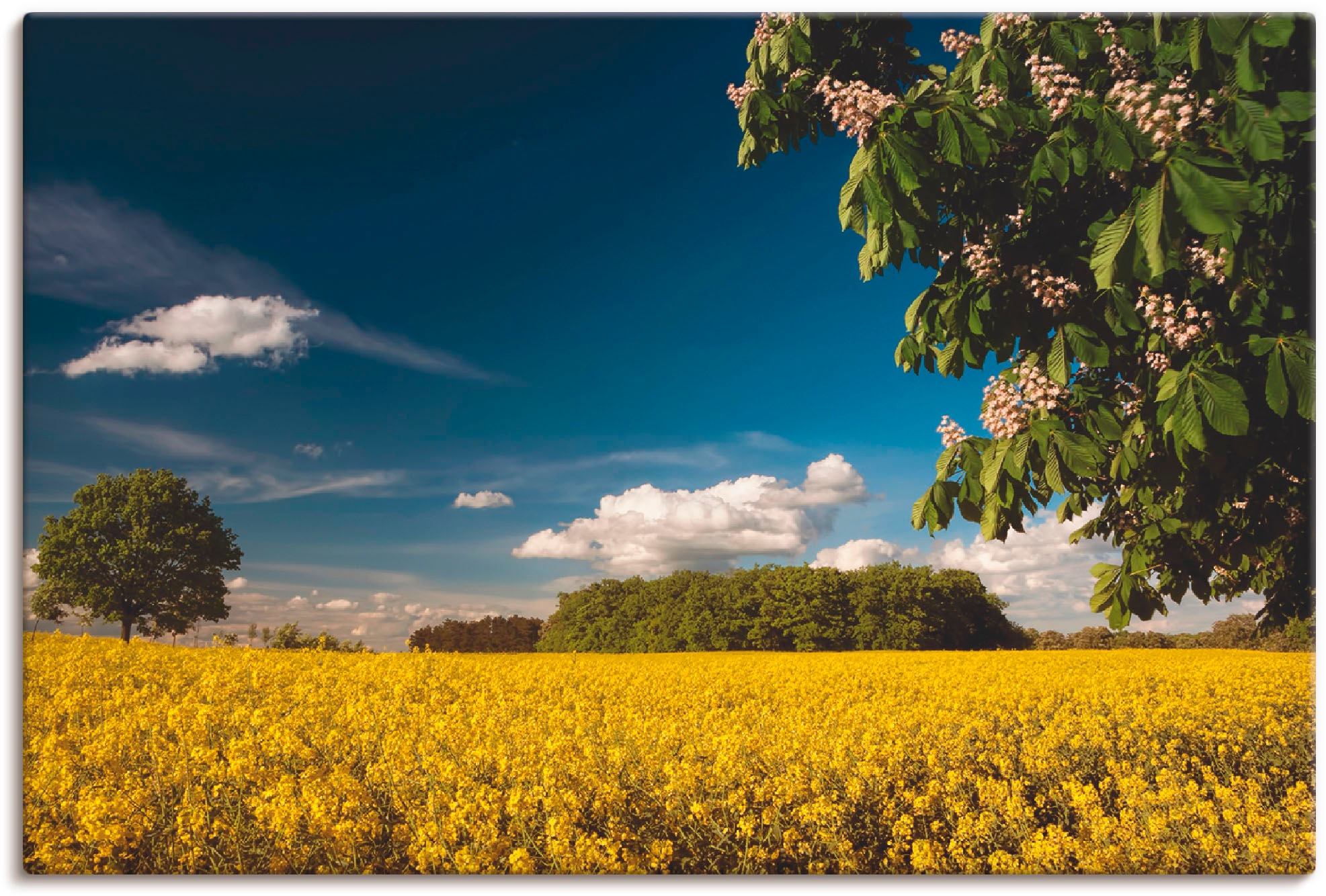 Image of Artland Wandbild »Rapsfeld III«, Felder, (1 St.), in vielen Grössen & Produktarten - Alubild / Outdoorbild für den Aussenbereich, Leinwandbild, Poster, Wandaufkleber / Wandtattoo auch für Badezimmer geeignet bei Ackermann Versand Schweiz