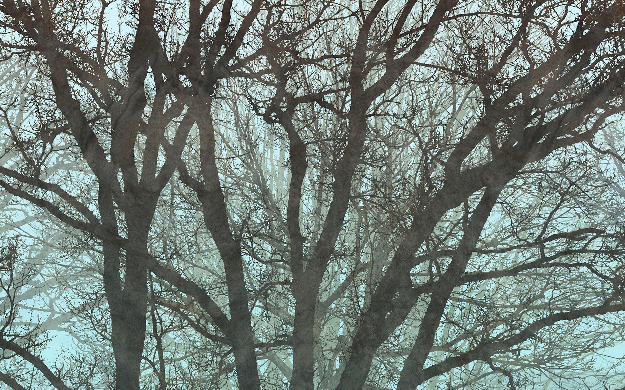 Image of Komar Vliestapete "Digitaldruck Vlies - Whispering Woods - Grösse 400 x 250 cm" bedruckt glatt Wohnzimmer, Schlafzimmer