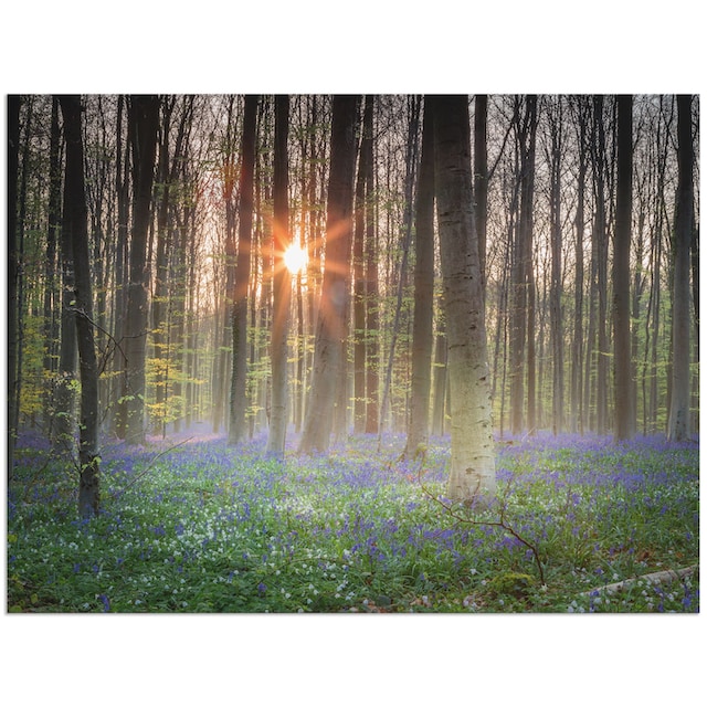 kaufen Alubild, Wald, (1 Wandaufkleber oder »Sonnenaufgang«, versch. als St.), jetzt Poster Grössen Wandbild Leinwandbild, Artland in