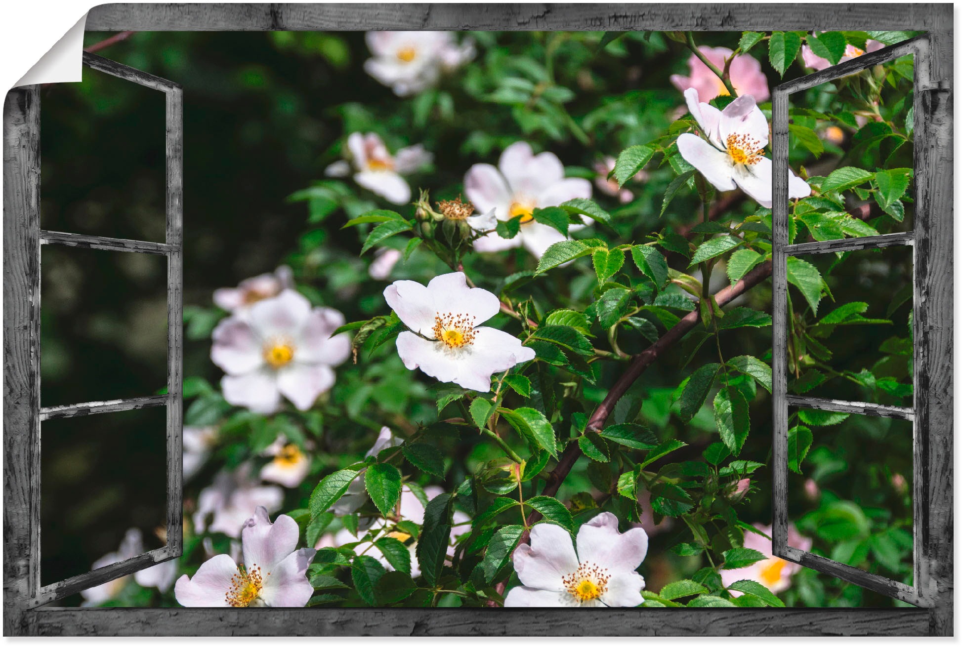 Image of Artland Wandbild »Fensterblick - Wildrosen«, Fensterblick, (1 St.), in vielen Grössen & Produktarten - Alubild / Outdoorbild für den Aussenbereich, Leinwandbild, Poster, Wandaufkleber / Wandtattoo auch für Badezimmer geeignet bei Ackermann Versand Schweiz