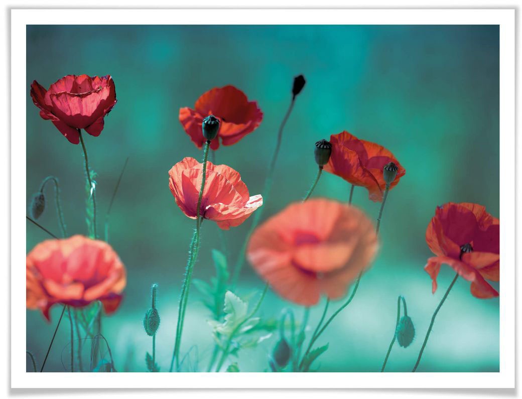 Image of Wall-Art Poster »Mohn Aquamarin«, Pflanzen, (1 St.) bei Ackermann Versand Schweiz