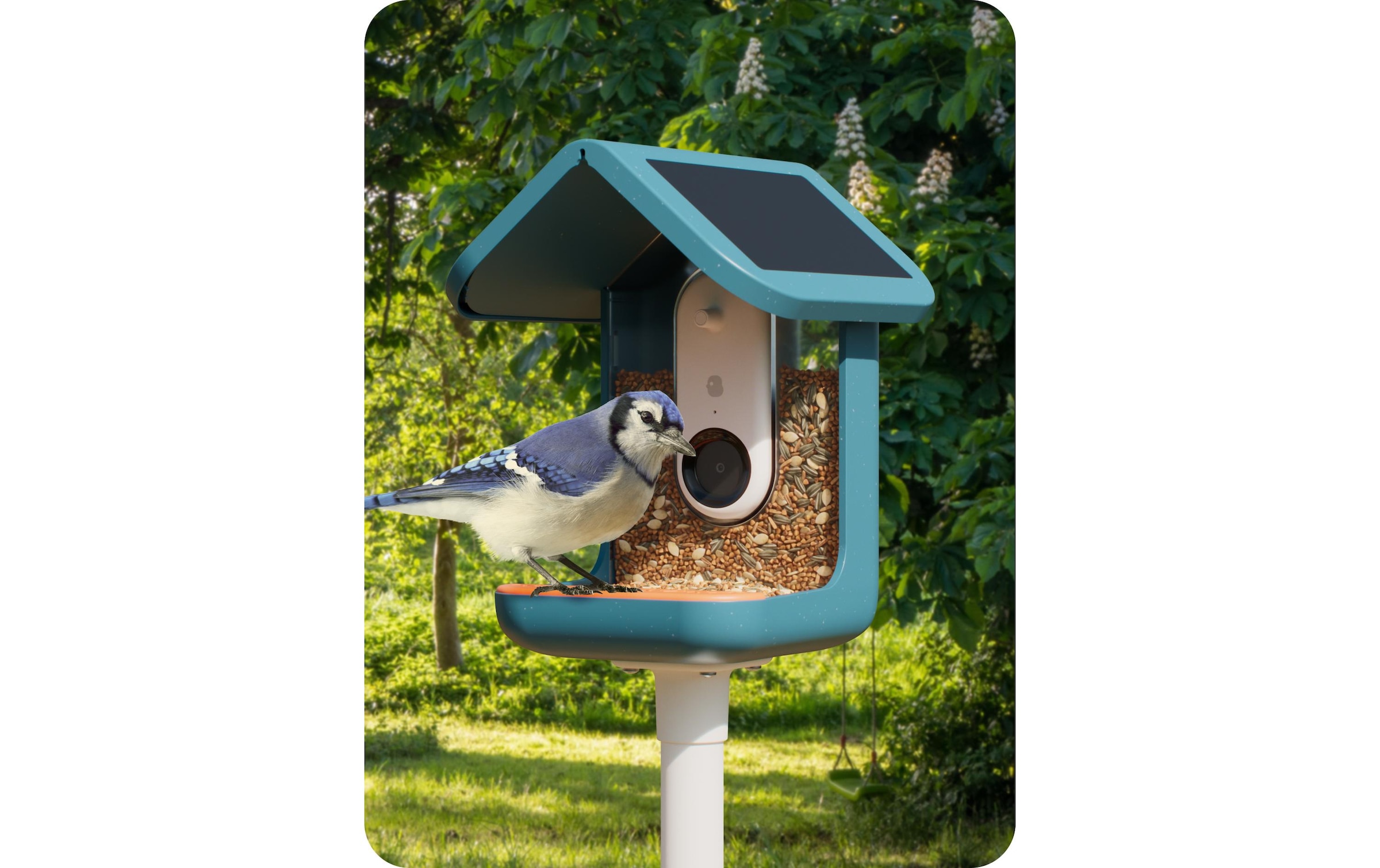 Futterspender »Birdbuddy Bird Buddy mit Kamera«