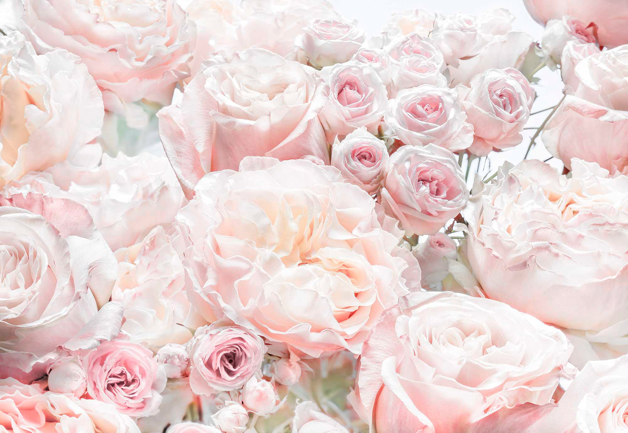Komar Fototapete »Spring Roses«, 368x254 cm (Breite x Höhe), inklusive Kleister