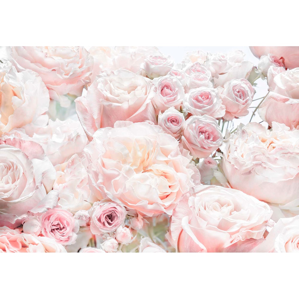 Komar Fototapete »Spring Roses«