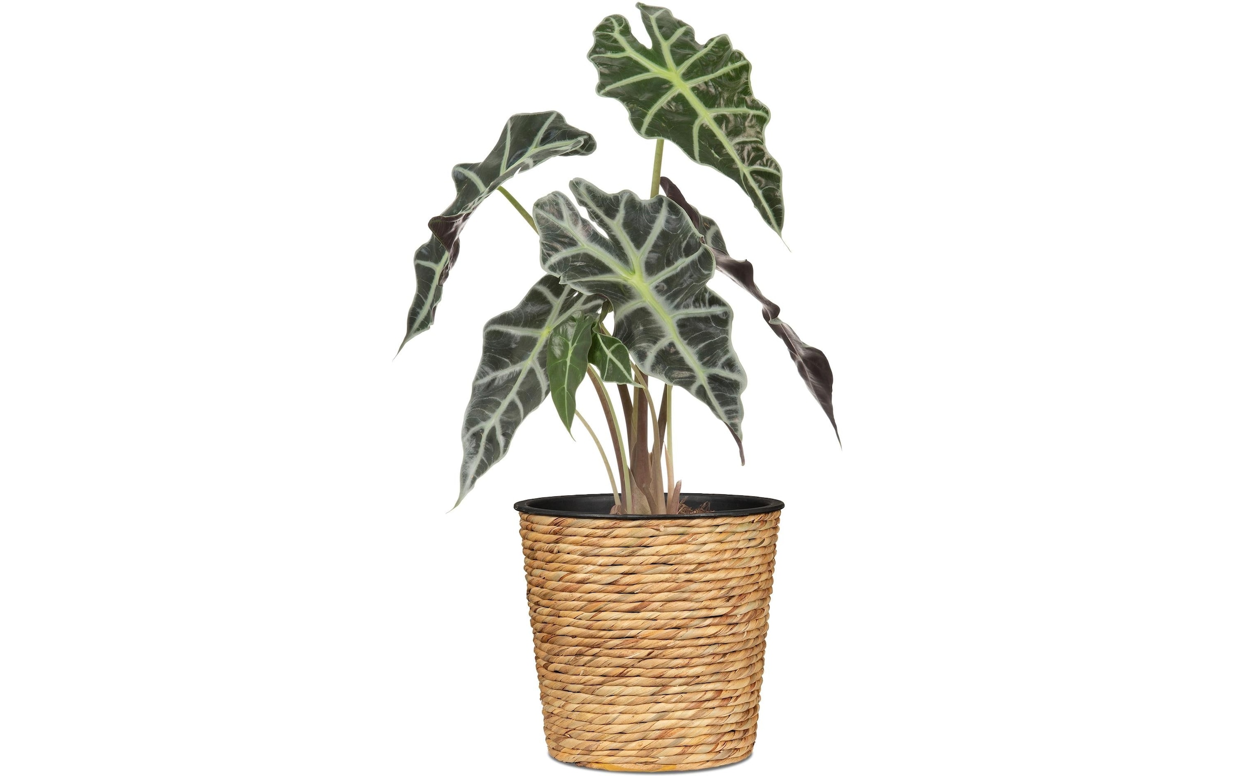 Scheurich Blumentopf »mit Plastikeinsatz 24 x 24 cm«