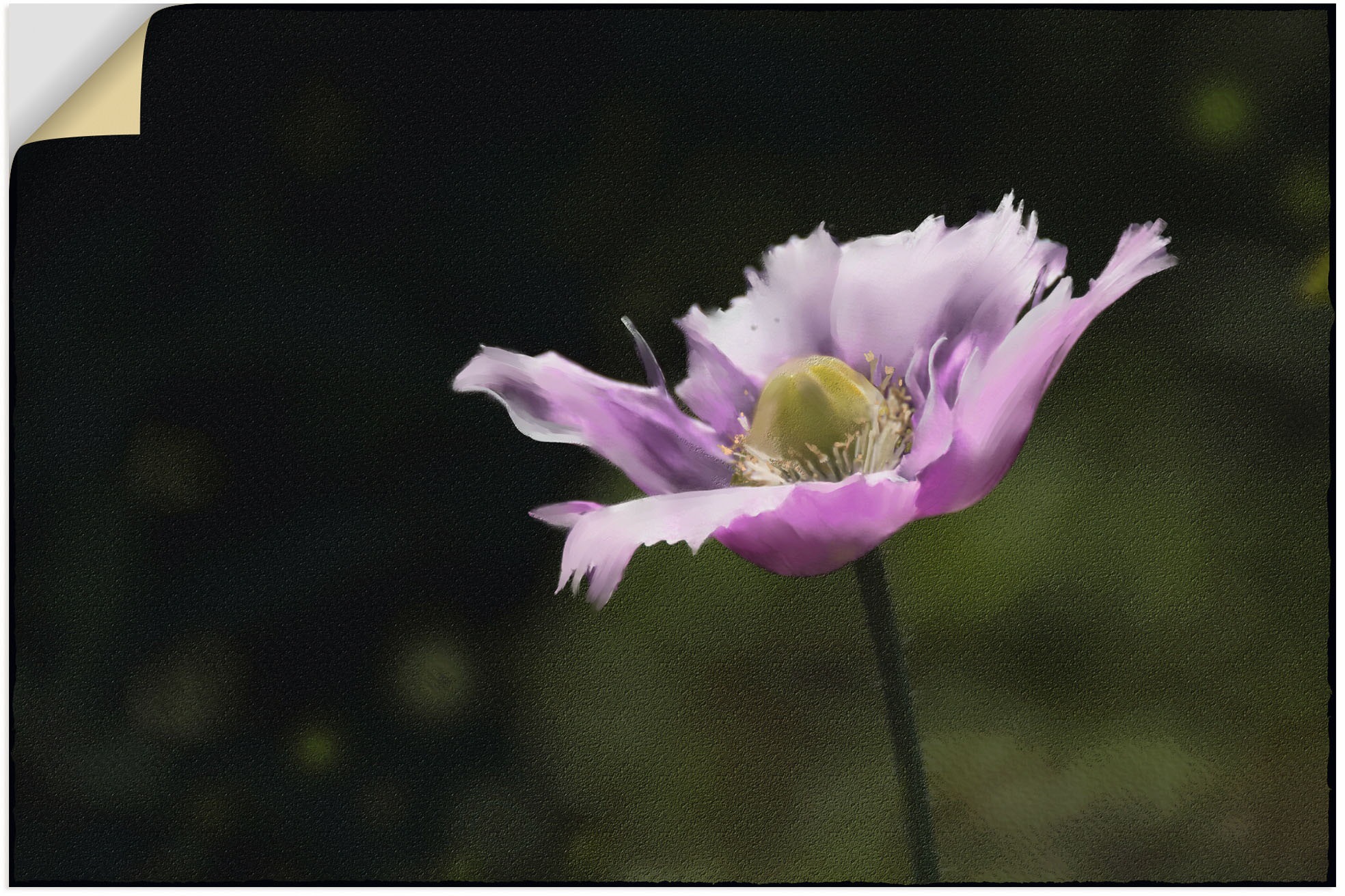 Image of Artland Wandbild »Schlafmohn«, Blumenbilder, (1 St.), in vielen Grössen & Produktarten - Alubild / Outdoorbild für den Aussenbereich, Leinwandbild, Poster, Wandaufkleber / Wandtattoo auch für Badezimmer geeignet bei Ackermann Versand Schweiz