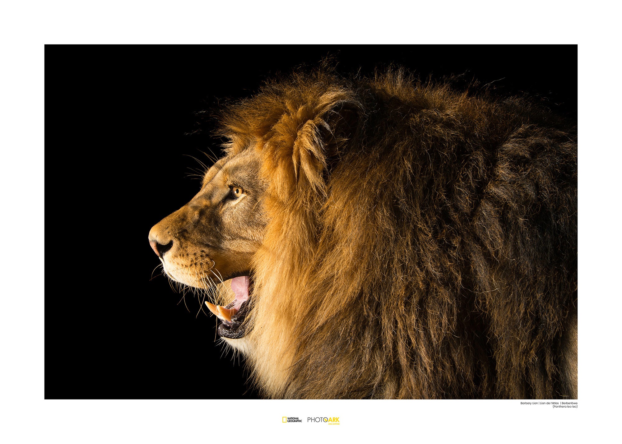 Image of Komar Poster »Barbary Lion«, Tiere, Höhe: 30cm bei Ackermann Versand Schweiz