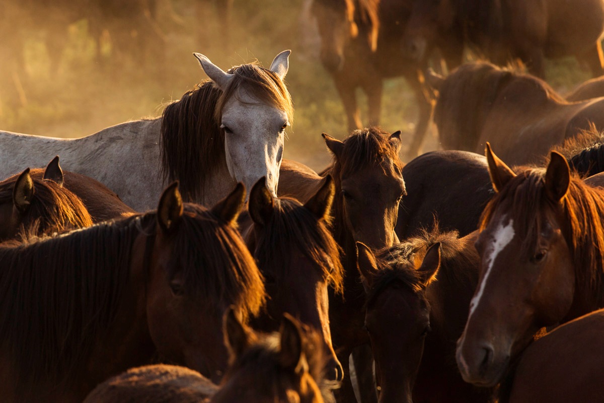 Papermoon Fototapete "Pferde"