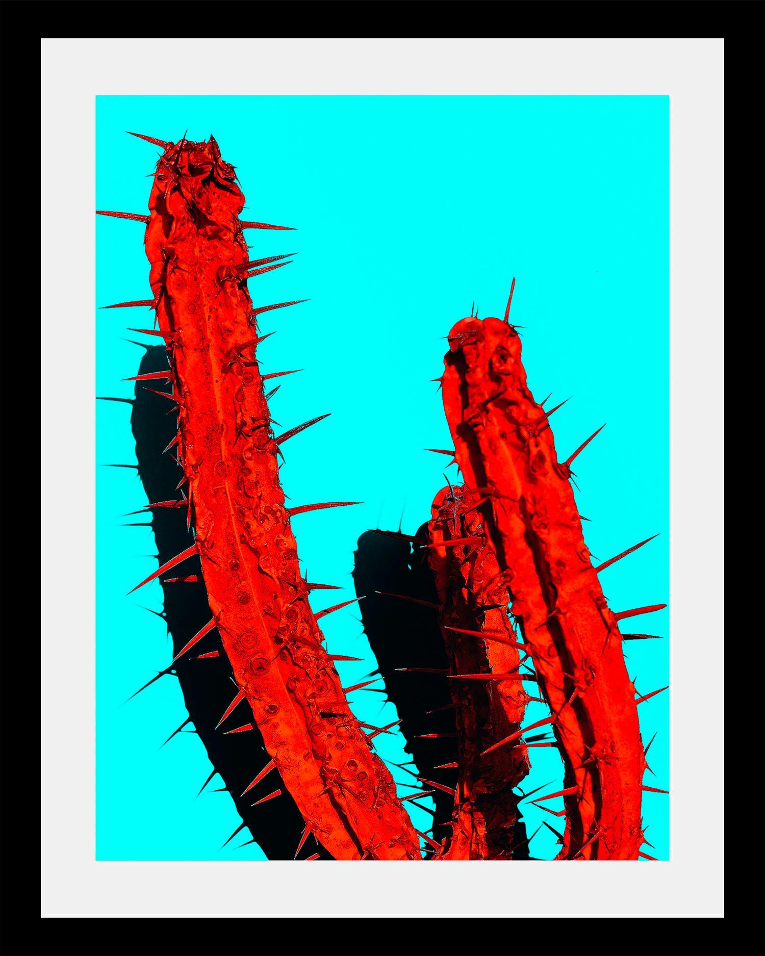 Image of queence Bild "Kaktus" Foto Kunst Pflanzen Pflanzenbilder HD Premium Poster-Druck inkl. Holzrahmen