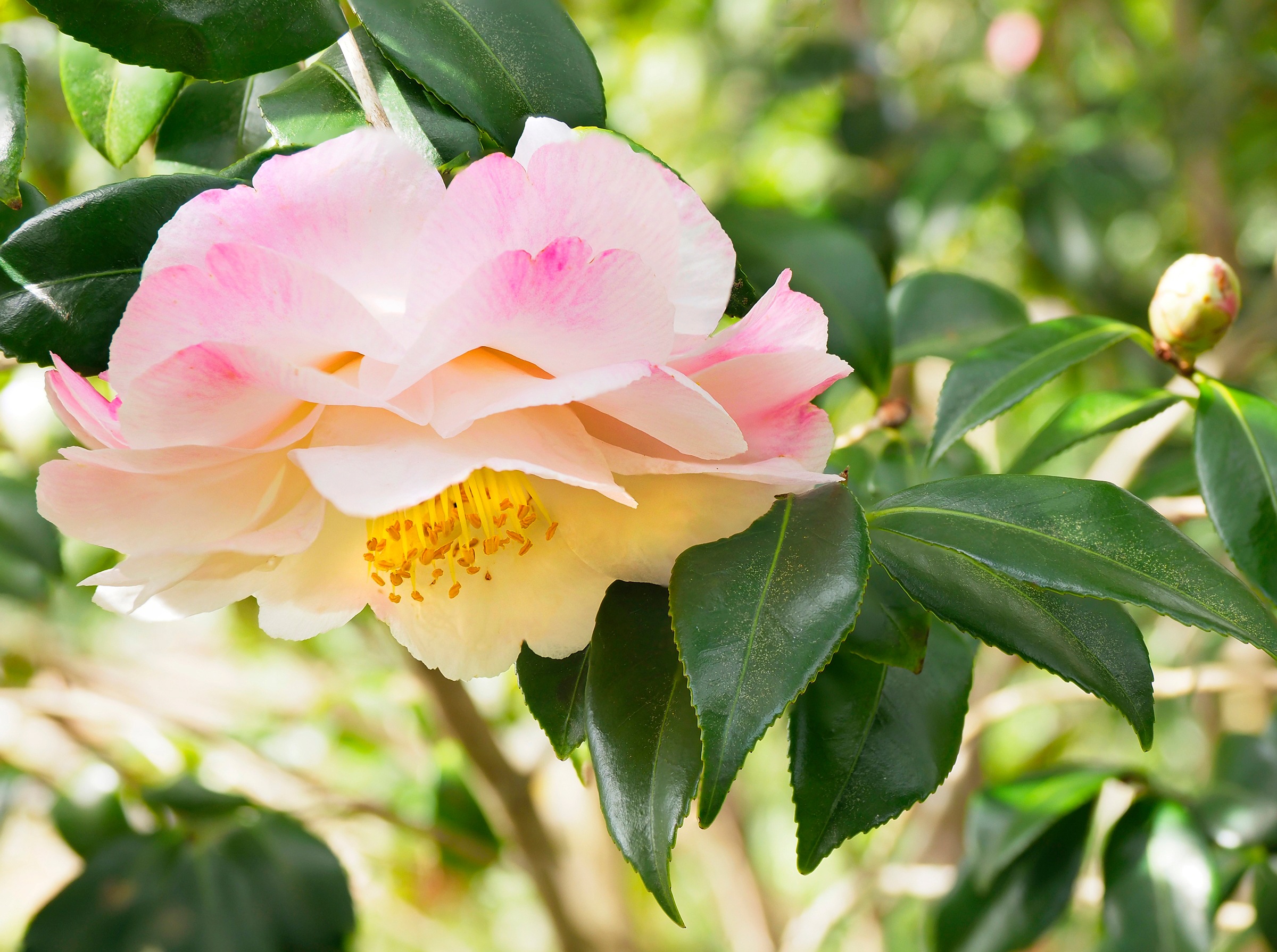 Fototapete »KAMELIEN-PFLANZEN NATUR MUSTER DEKOR BLUMEN BUSCH MAKRO«