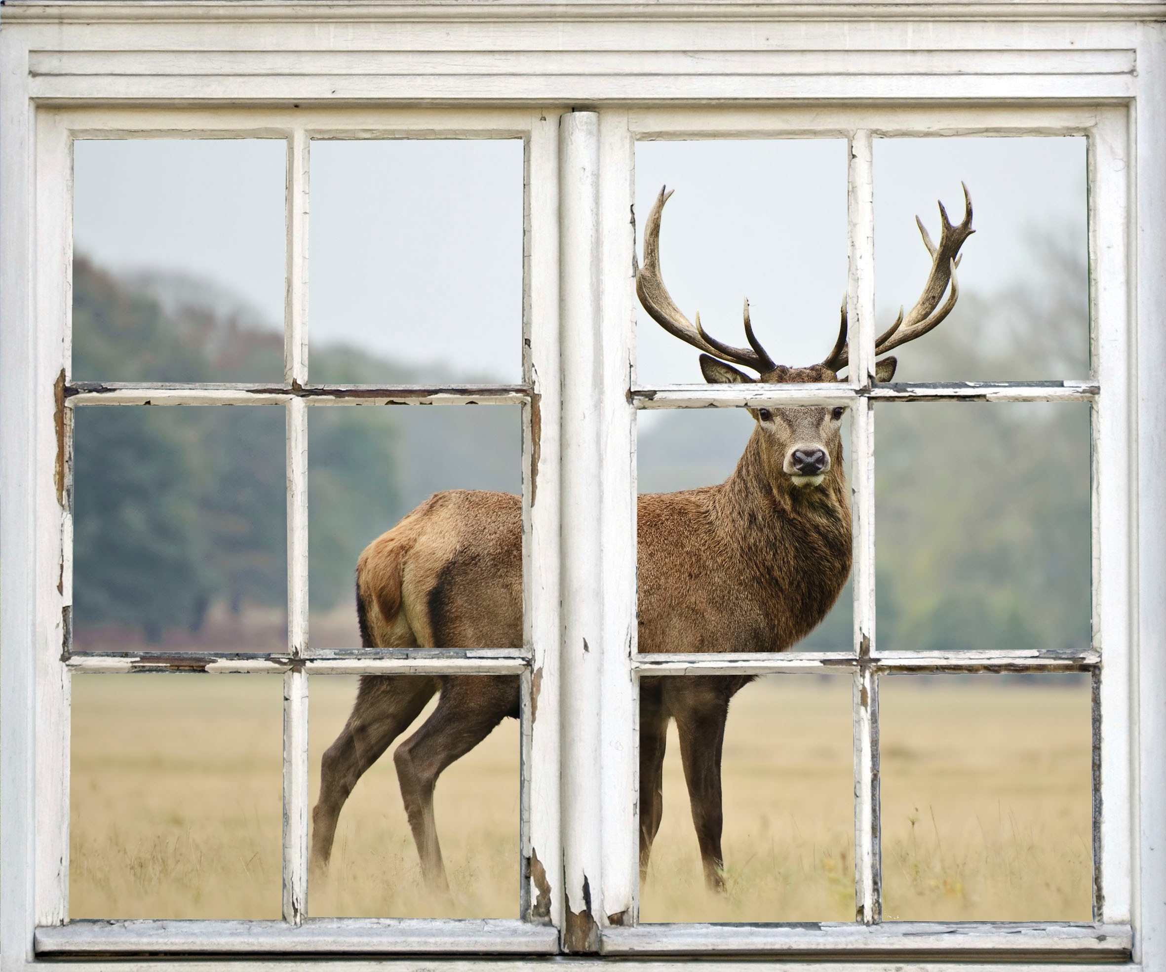 Image of queence Wandsticker "Hirsch" Wandsticker, Wandbild, selbstklebend, 3D, Fenster, Hirsch