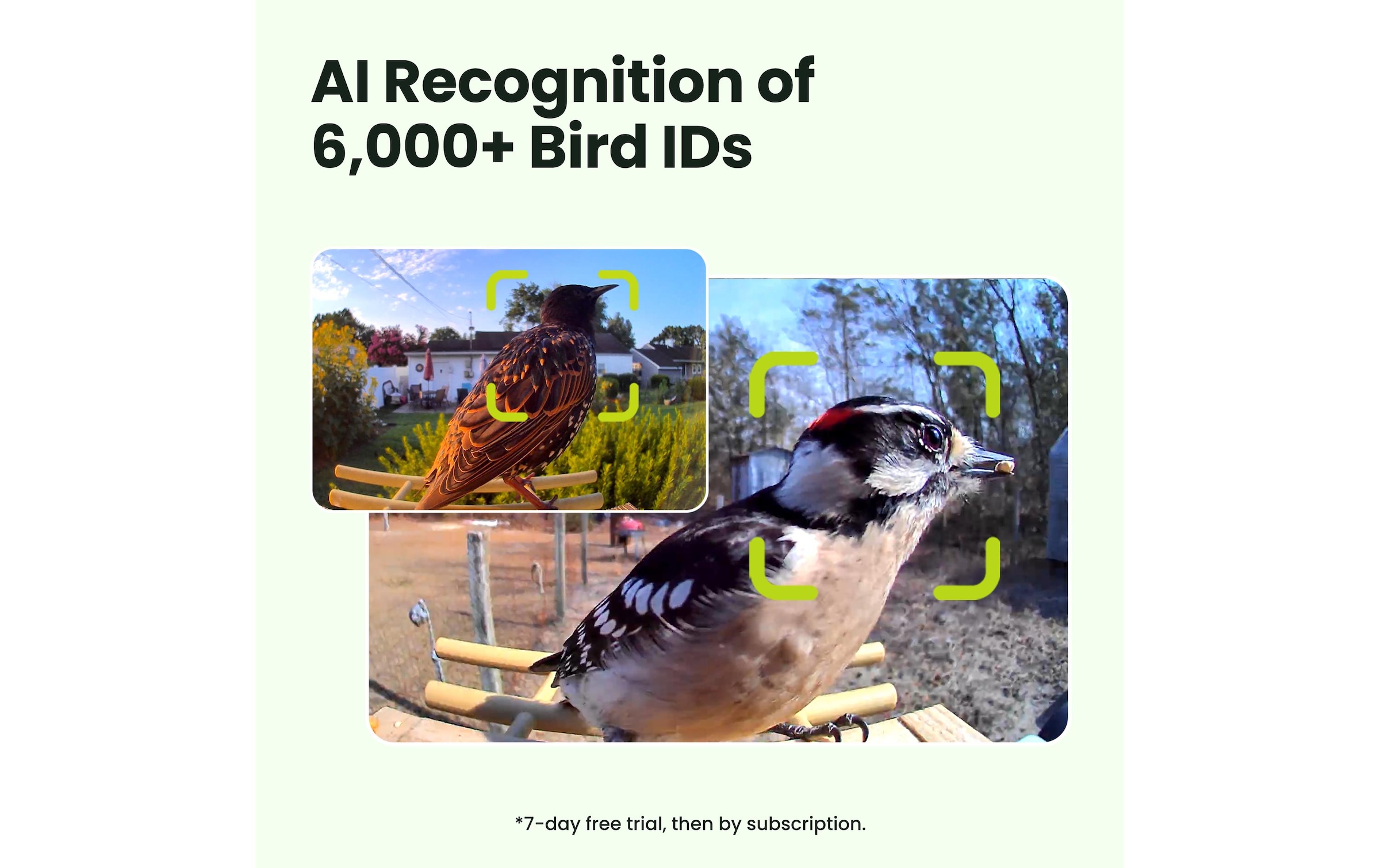 Birdfy Distributeur de nourriture »mit AI-Kamera«