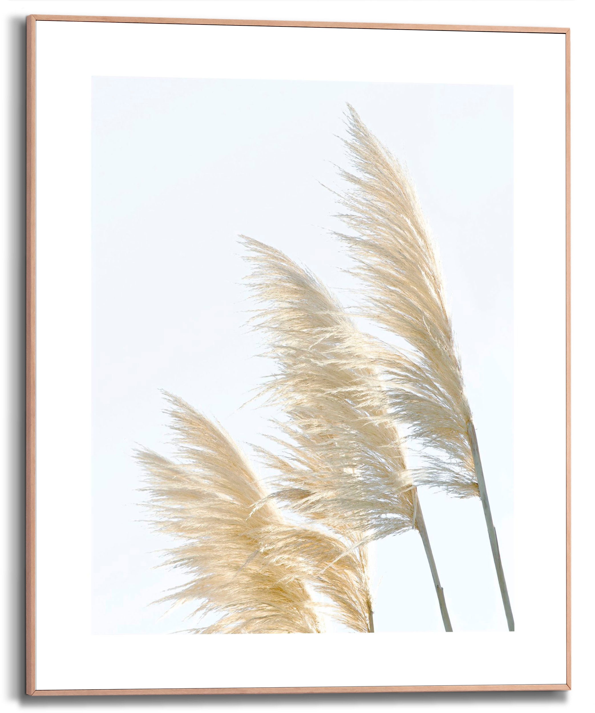 Image of Reinders! Bild mit Rahmen »Pampus Grass«, (1 St.) bei Ackermann Versand Schweiz