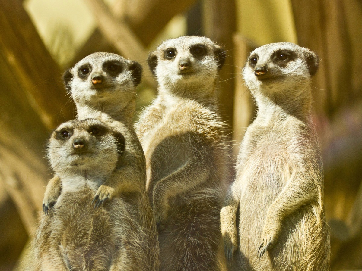 Image of Papermoon Fototapete "Erdmännchen Familie"