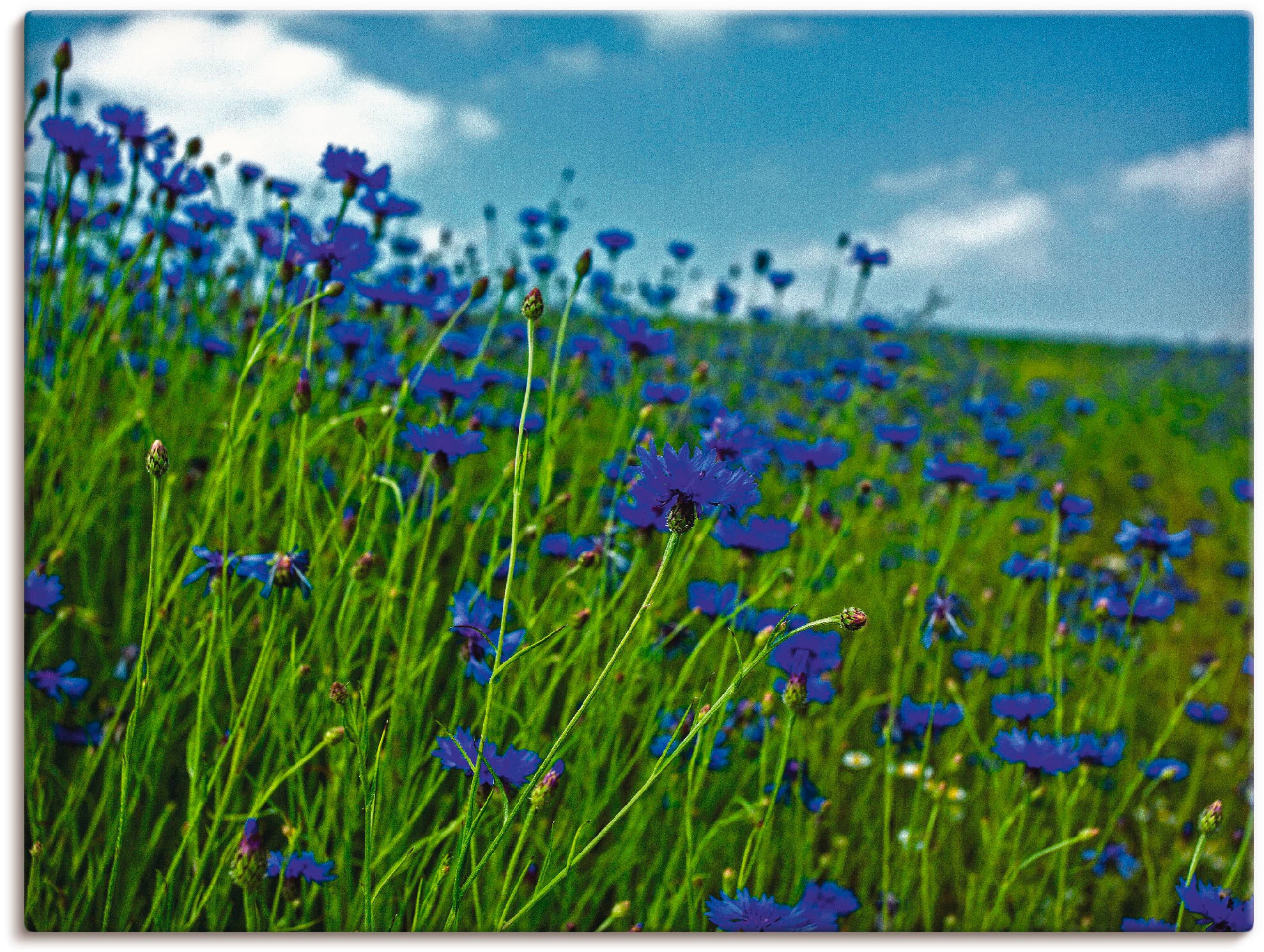 Image of Artland Wandbild »Kornblumenwiese«, Blumenwiese, (1 St.), in vielen Grössen & Produktarten -Leinwandbild, Poster, Wandaufkleber / Wandtattoo auch für Badezimmer geeignet bei Ackermann Versand Schweiz
