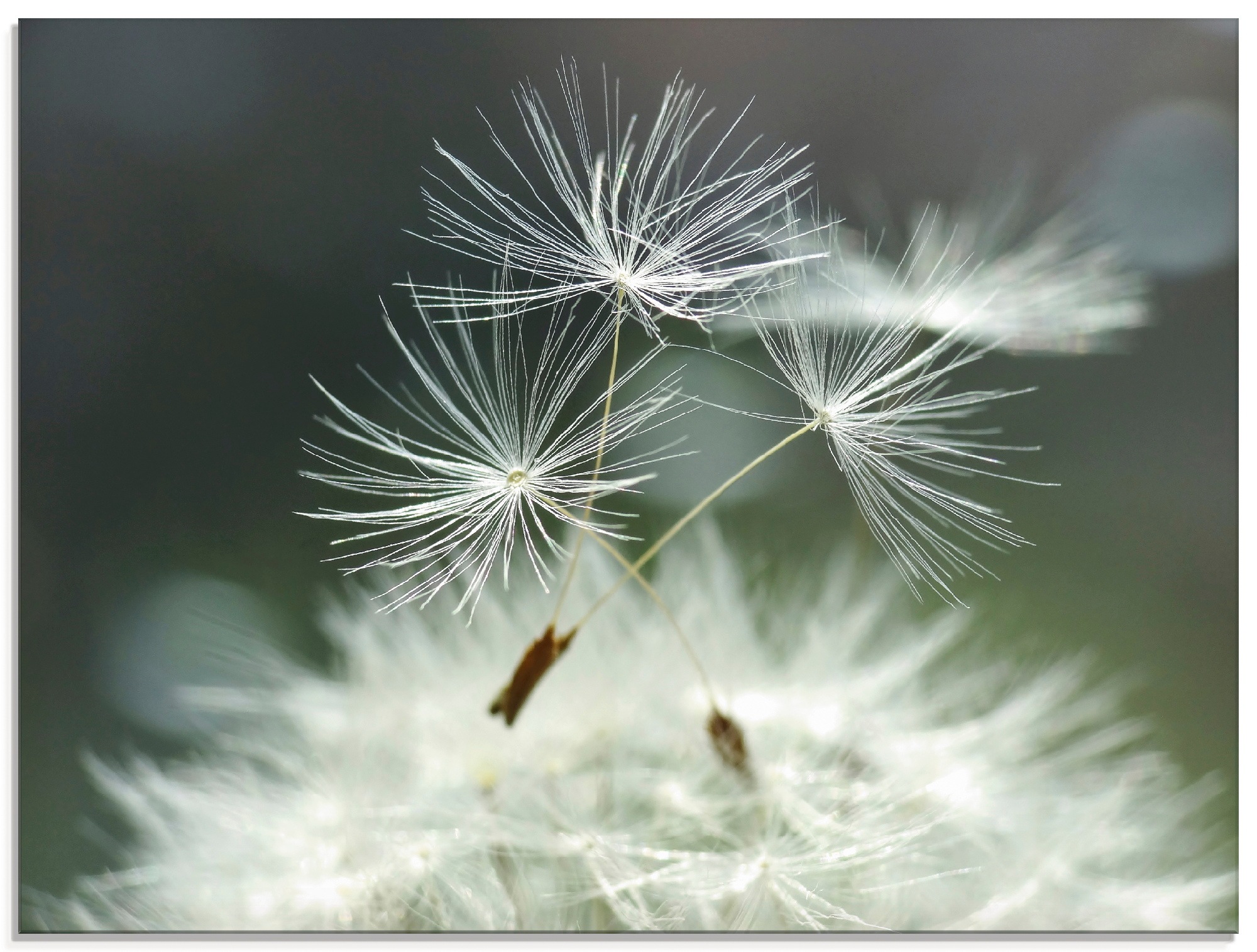 Image of Artland Glasbild "Pusteblume Facility" Blumen 1 Stk. tlg. in verschiedenen Grössen