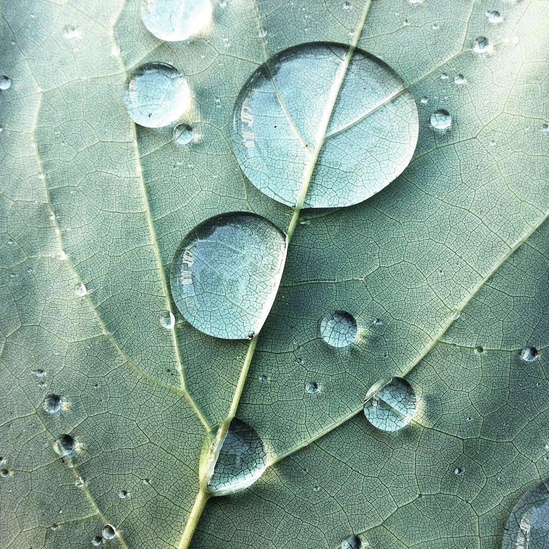 Image of Reinders! Glasbild »Tautropfen« bei Ackermann Versand Schweiz