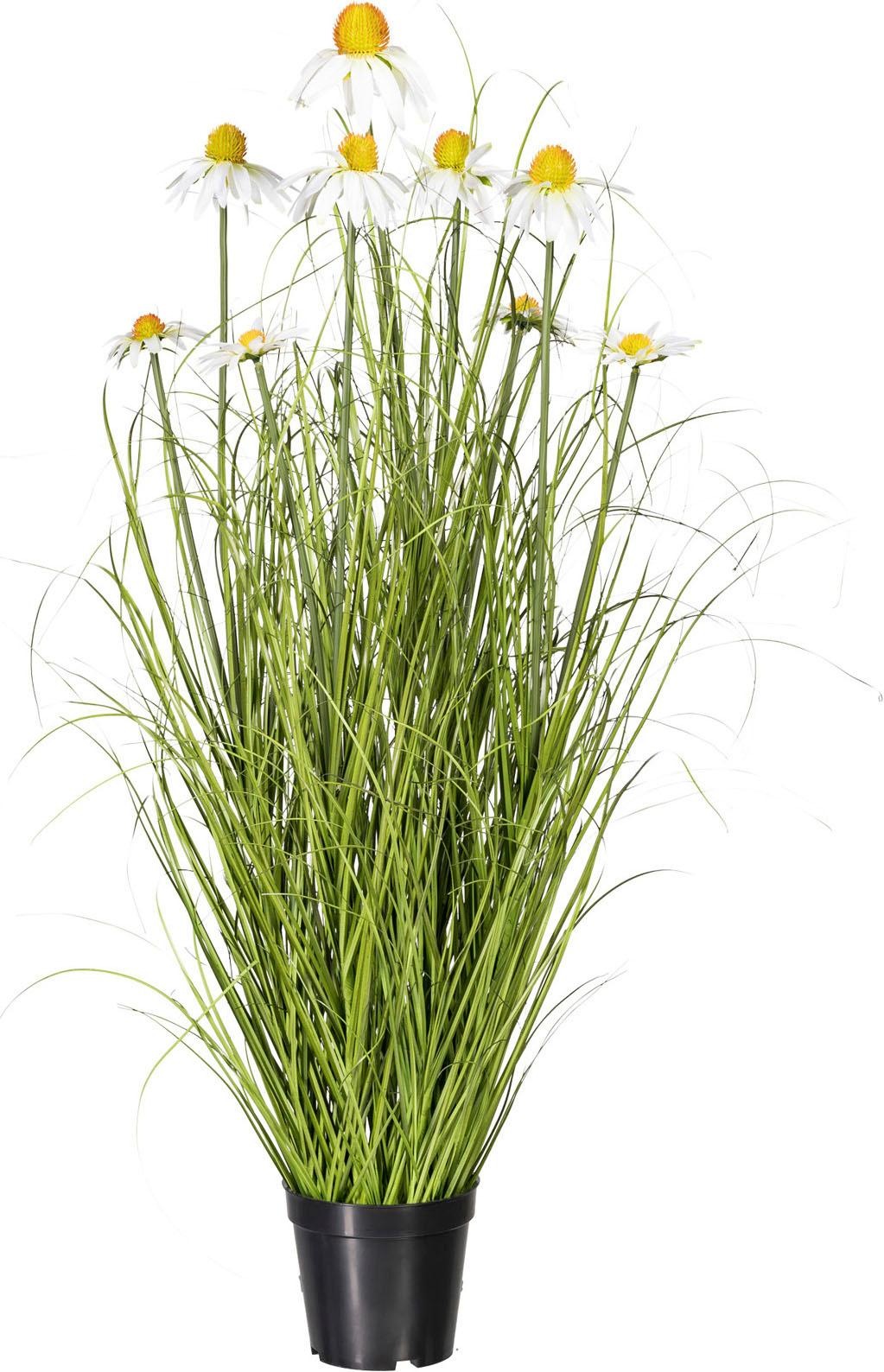 Image of Creativ green Kunstpflanze »Grasbusch« bei Ackermann Versand Schweiz