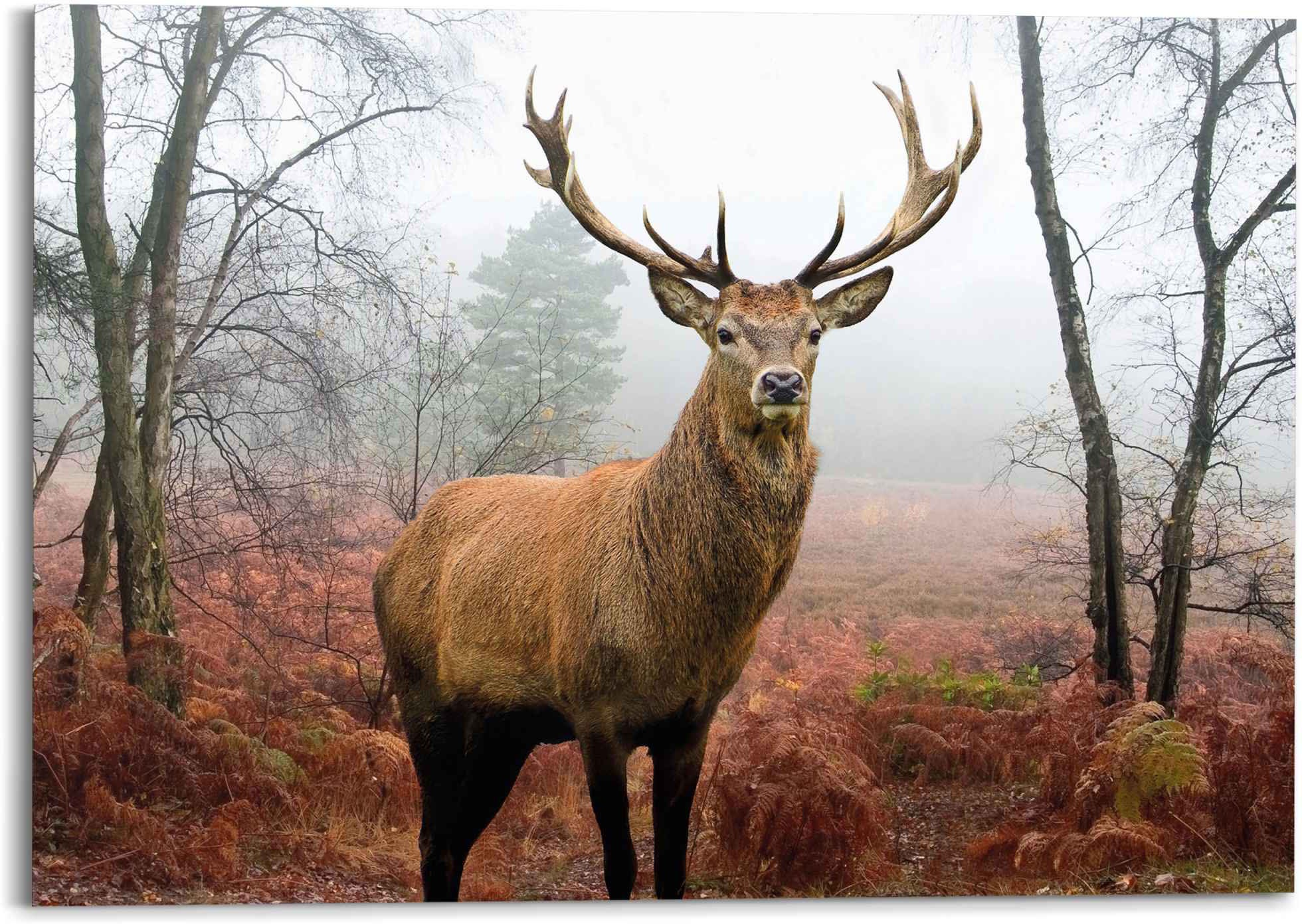 Image of Reinders! Wandbild »Hirsch im Wald Tier - Hirschgeweih - Naturmotiv«, (1 St.) bei Ackermann Versand Schweiz