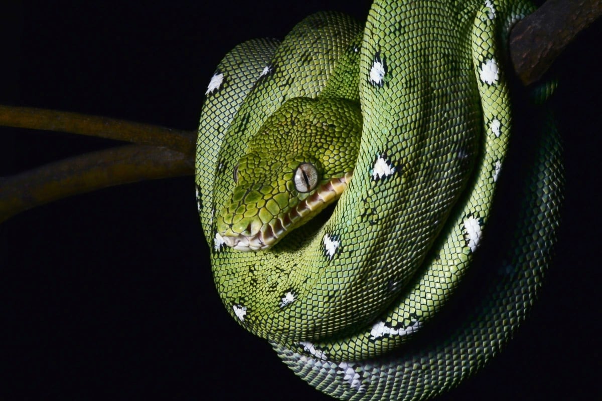 Papermoon Papier peint photo »SMARAGDBOA-SCHLANGE TIER REPTIL AMAZONAS REGENWALD BOA«