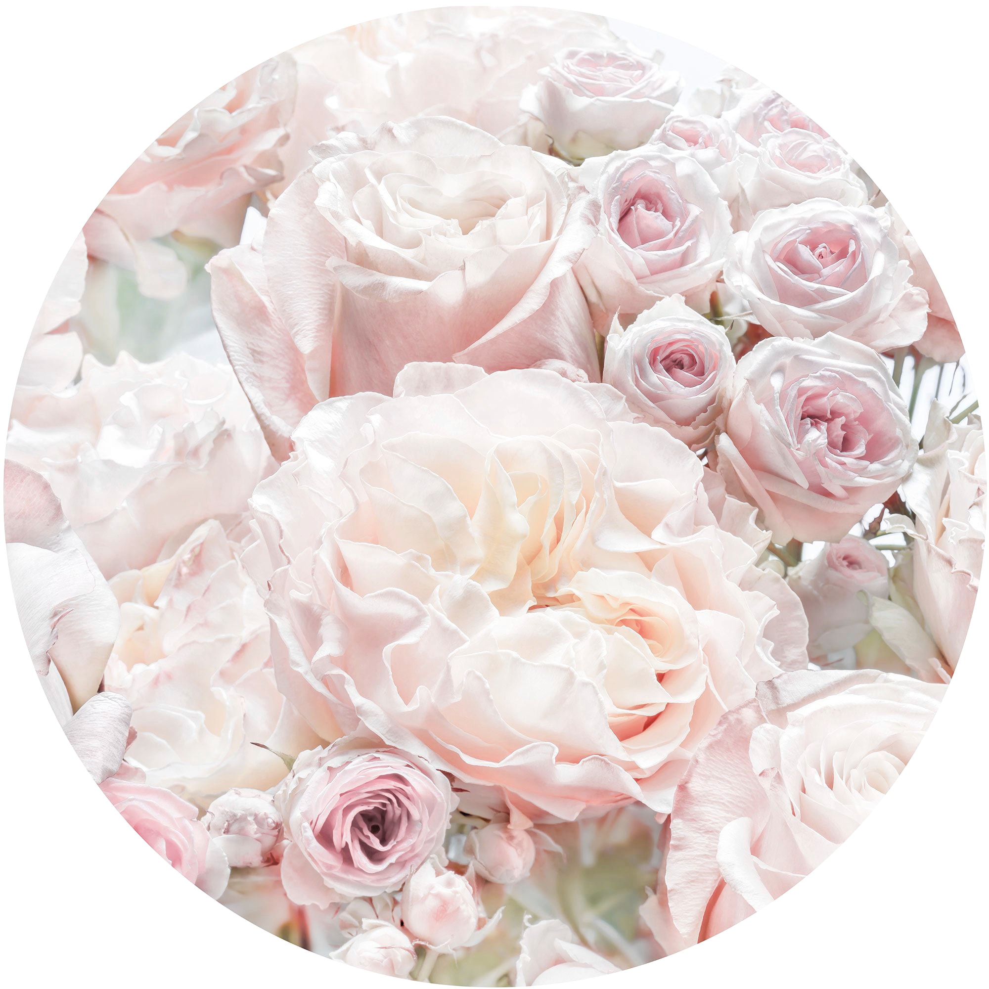 Image of Komar Fototapete "Vlies selbstklebend - Pink and Cream Roses - Grösse 125 x 125 cm" bedruckt glatt Wohnzimmer, Schlafzimmer