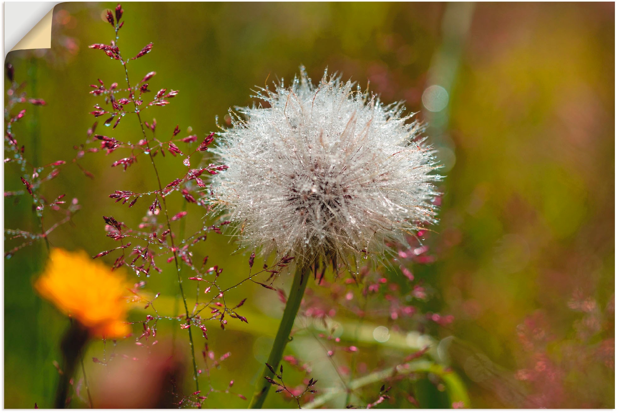 Image of Artland Wandbild »Pusteblume im Blumenfeld«, Blumen, (1 St.), in vielen Grössen & Produktarten - Alubild / Outdoorbild für den Aussenbereich, Leinwandbild, Poster, Wandaufkleber / Wandtattoo auch für Badezimmer geeignet bei Ackermann Versand Schweiz