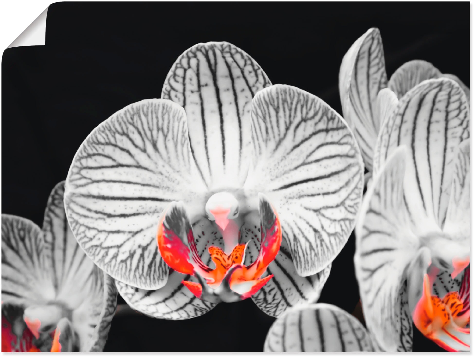 Image of Artland Poster "Orchidee abstrakte Collage IV" Blumen 1 Stk. tlg. ohne Rahmen