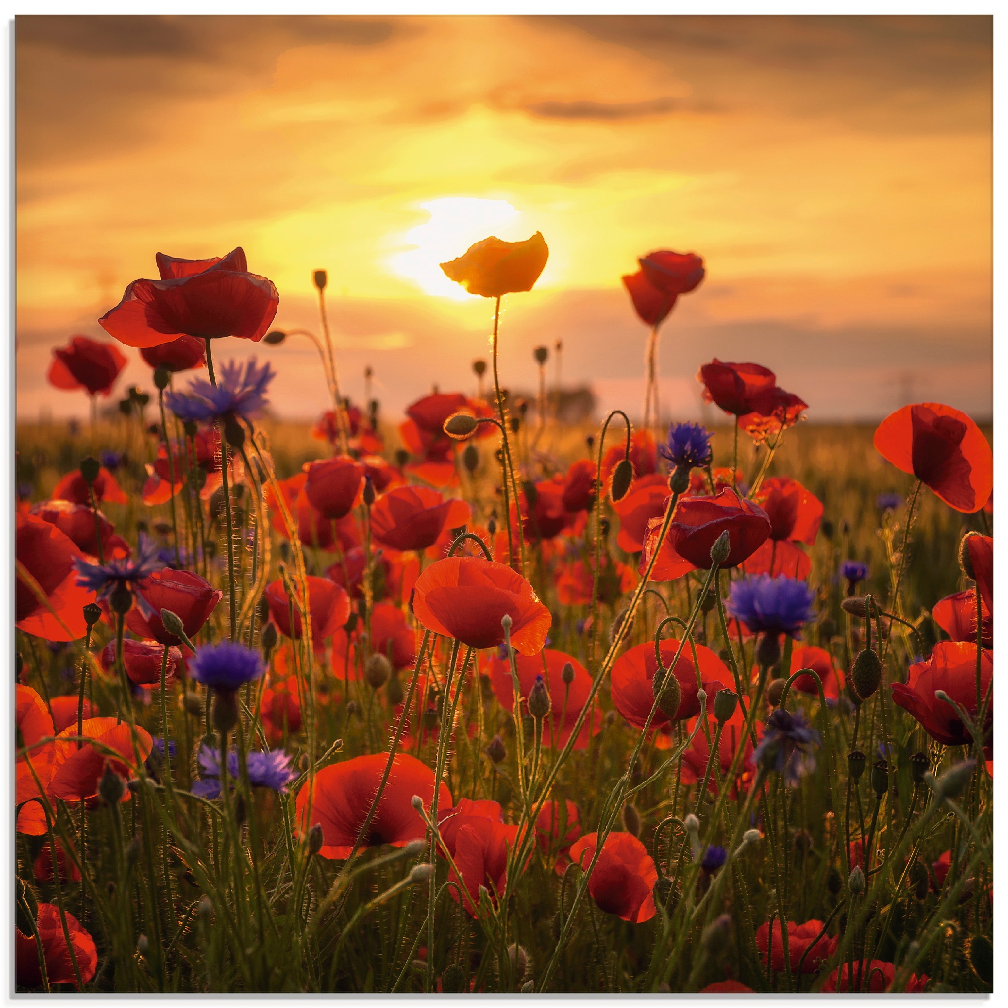 Glasbild bequem verschiedenen im Blumen, »Mohnblumen Artland in Abendlicht«, St.), (1 Grössen kaufen