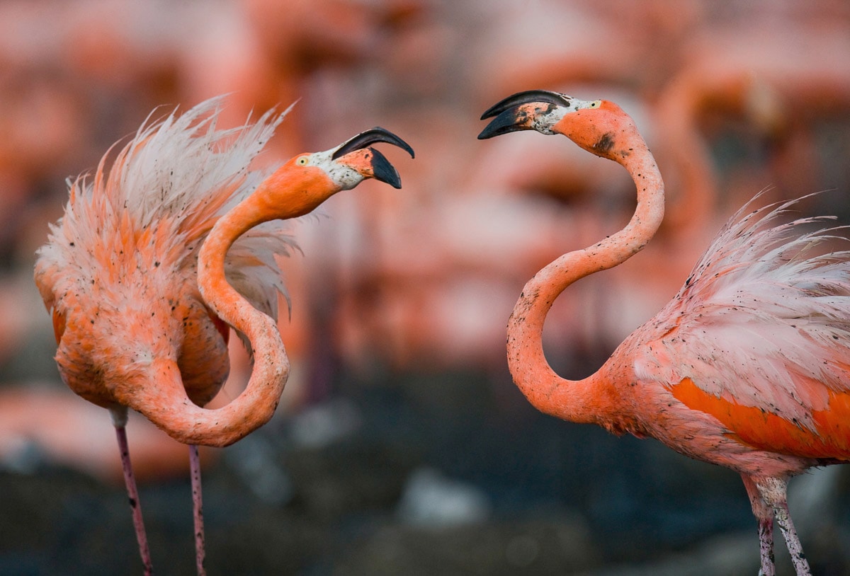 Image of Papermoon Fototapete "Karibische Flamingos"