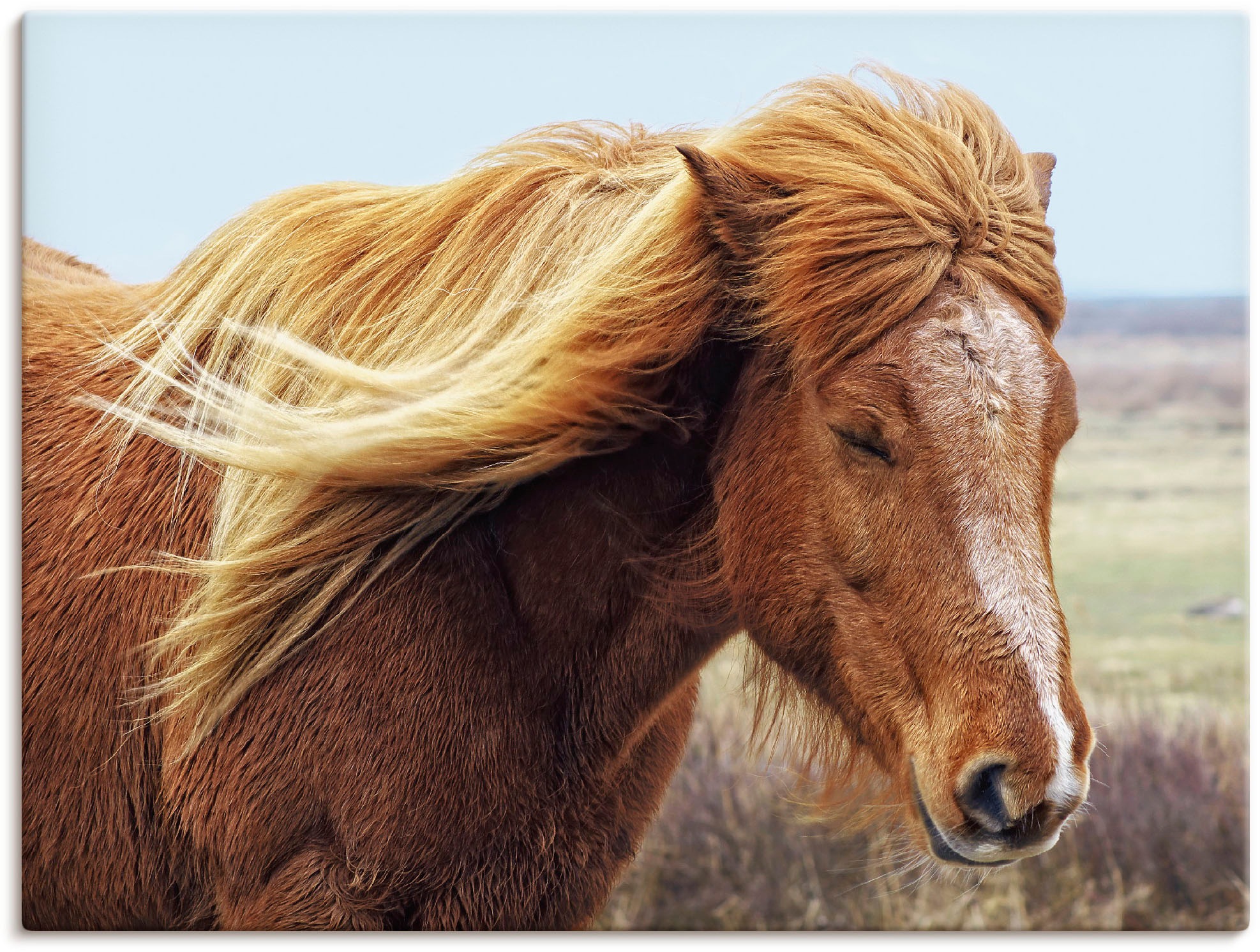 Image of Artland Wandbild »Islandpferd«, Haustiere, (1 St.), in vielen Grössen & Produktarten -Leinwandbild, Poster, Wandaufkleber / Wandtattoo auch für Badezimmer geeignet bei Ackermann Versand Schweiz